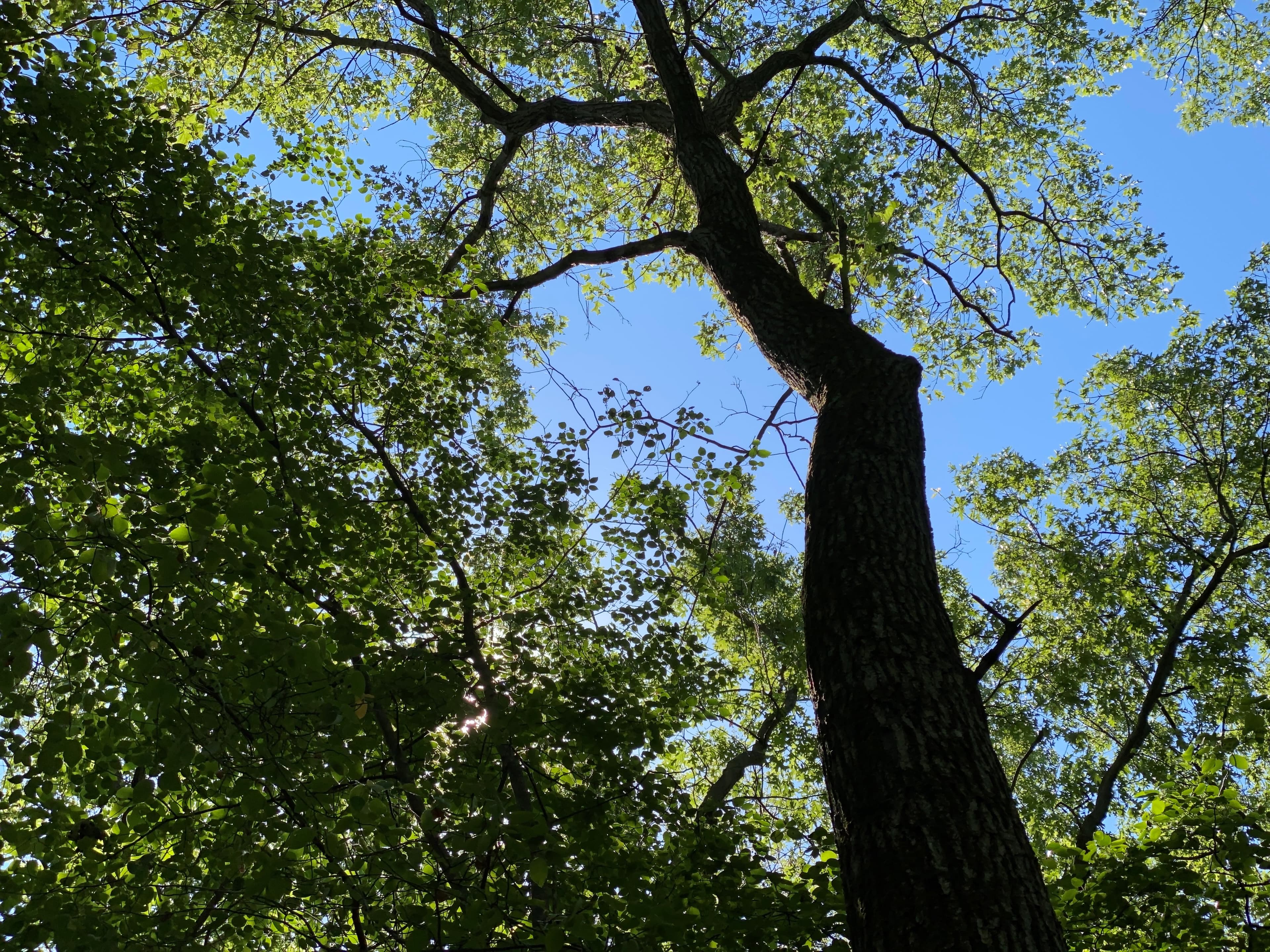 Calumet Dunes Trail