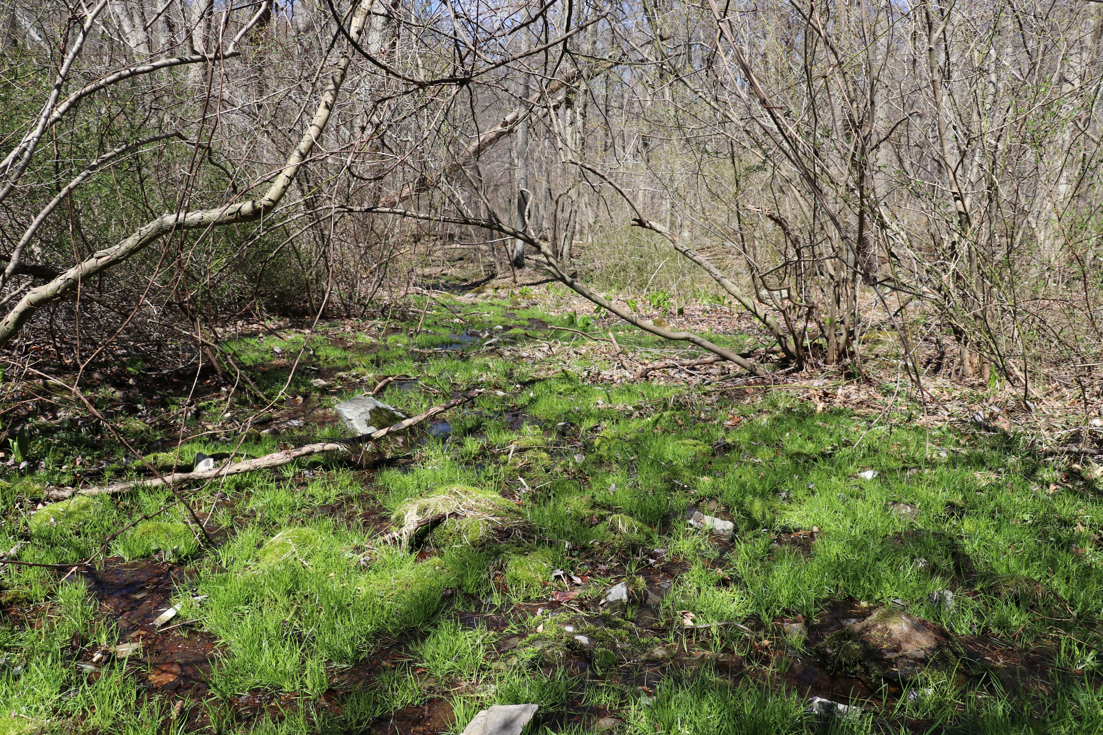 Brown's Farm Trail Stop 12: The Spring