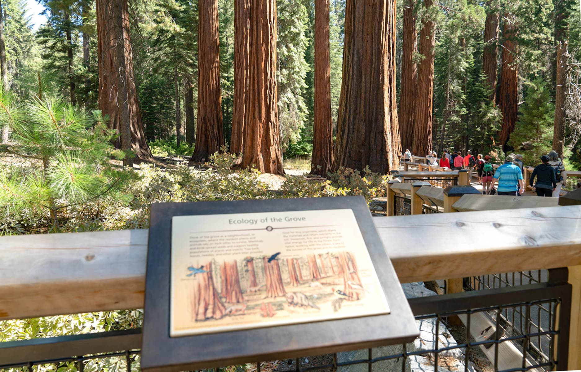 Big Trees Loop - Ecology of the Grove