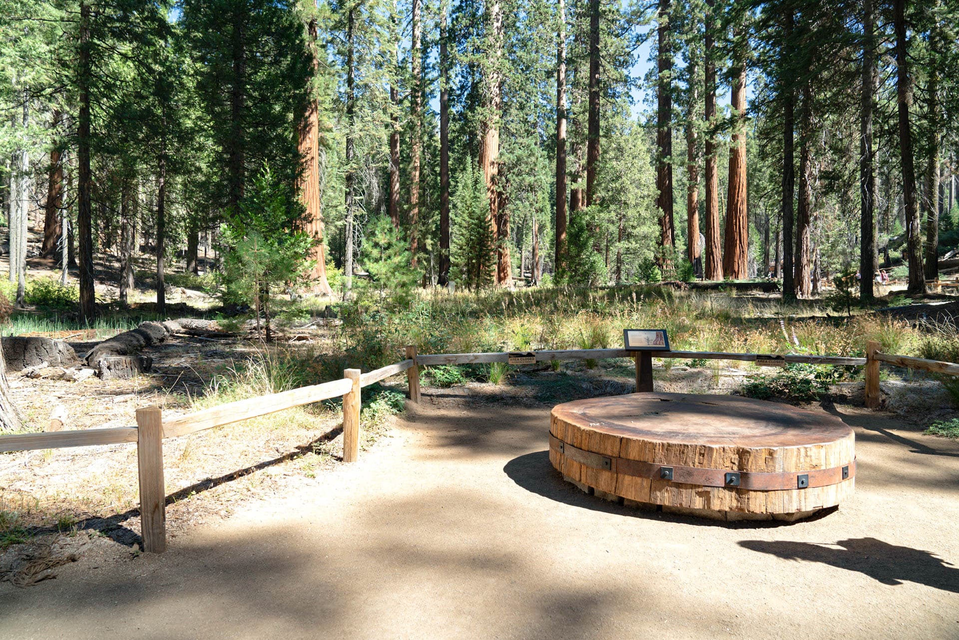 Big Trees Loop - Grove Restoration