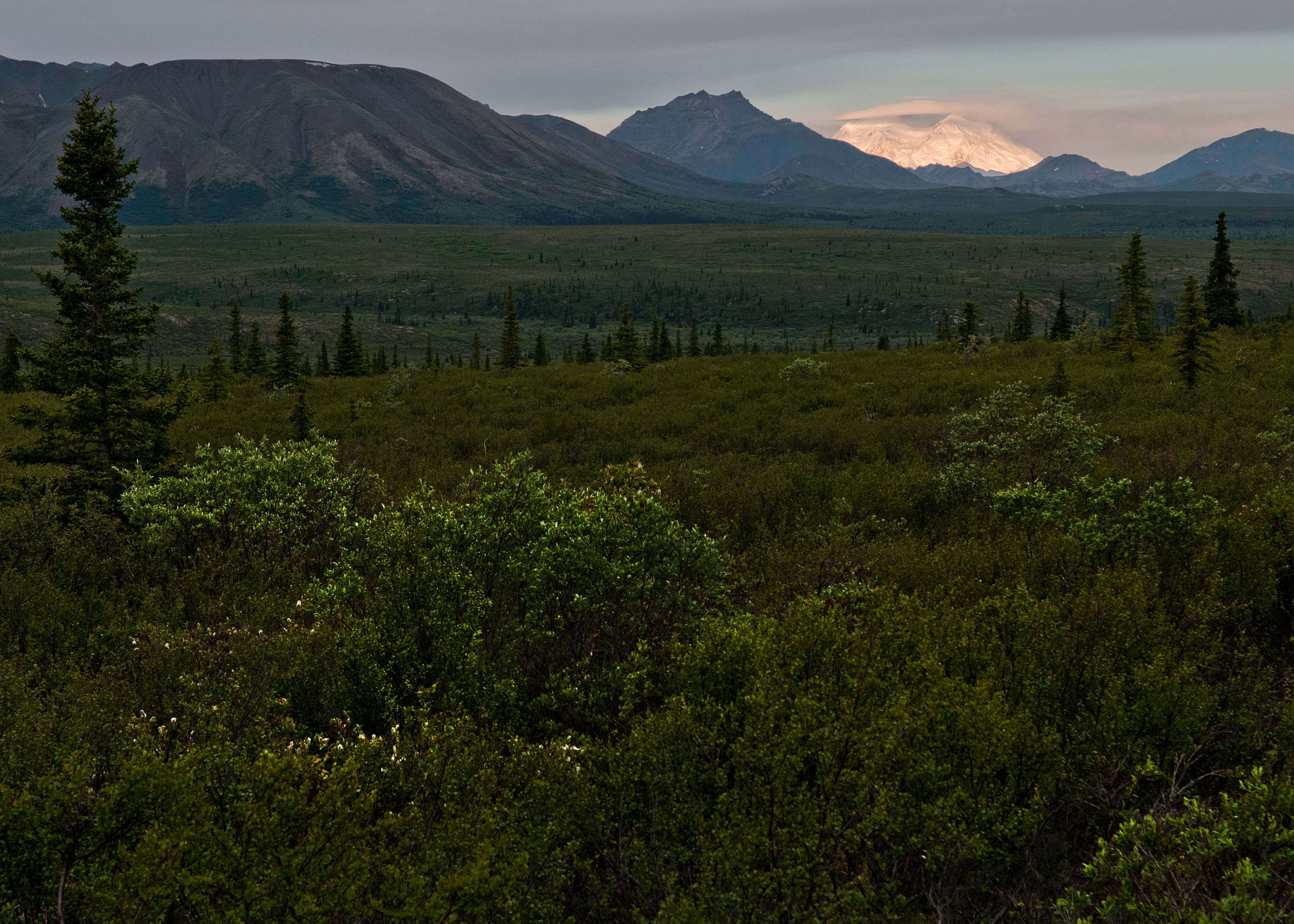 Denali Park Road, Mile 11 Pullout