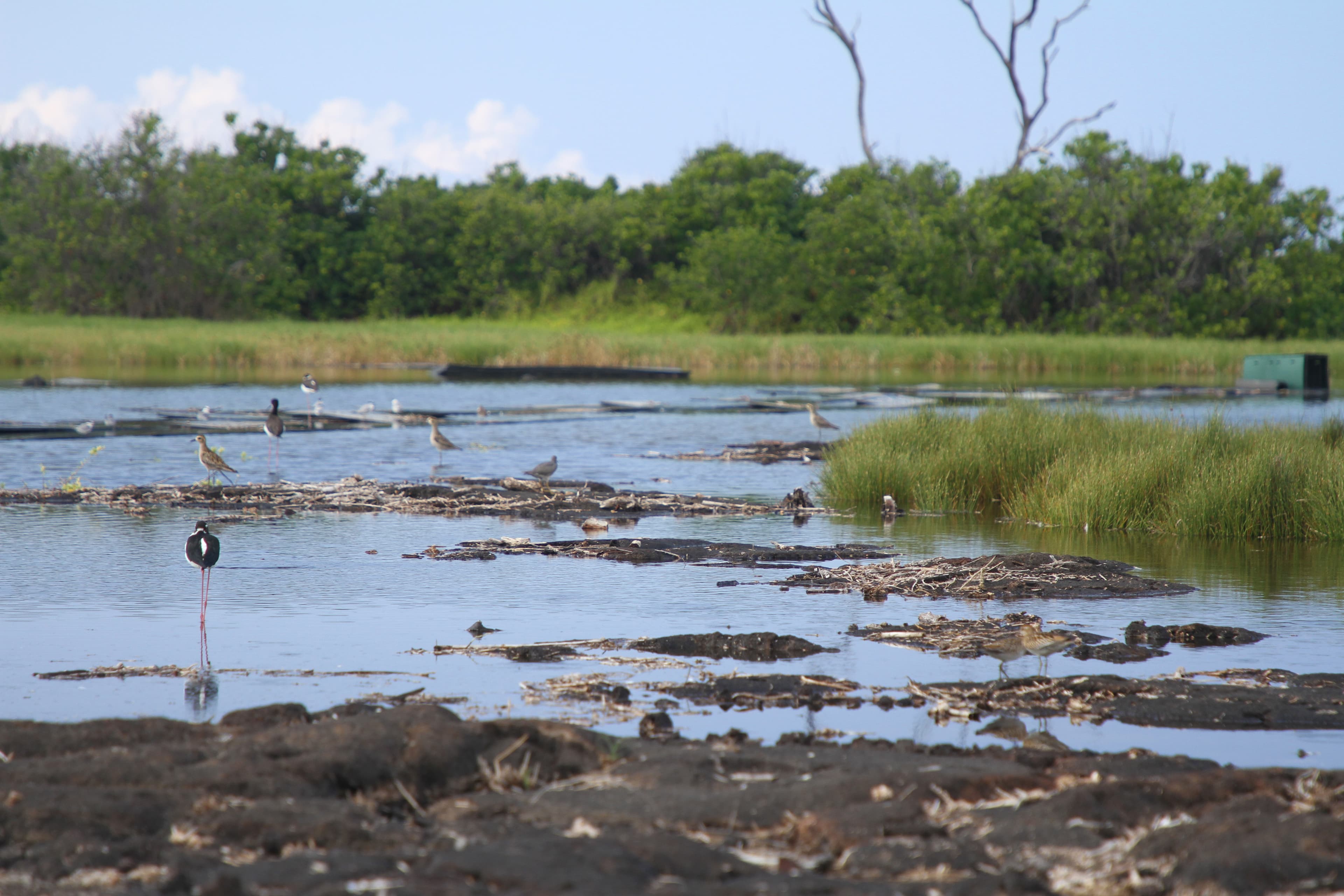 ‘Aimakapā Fishpond