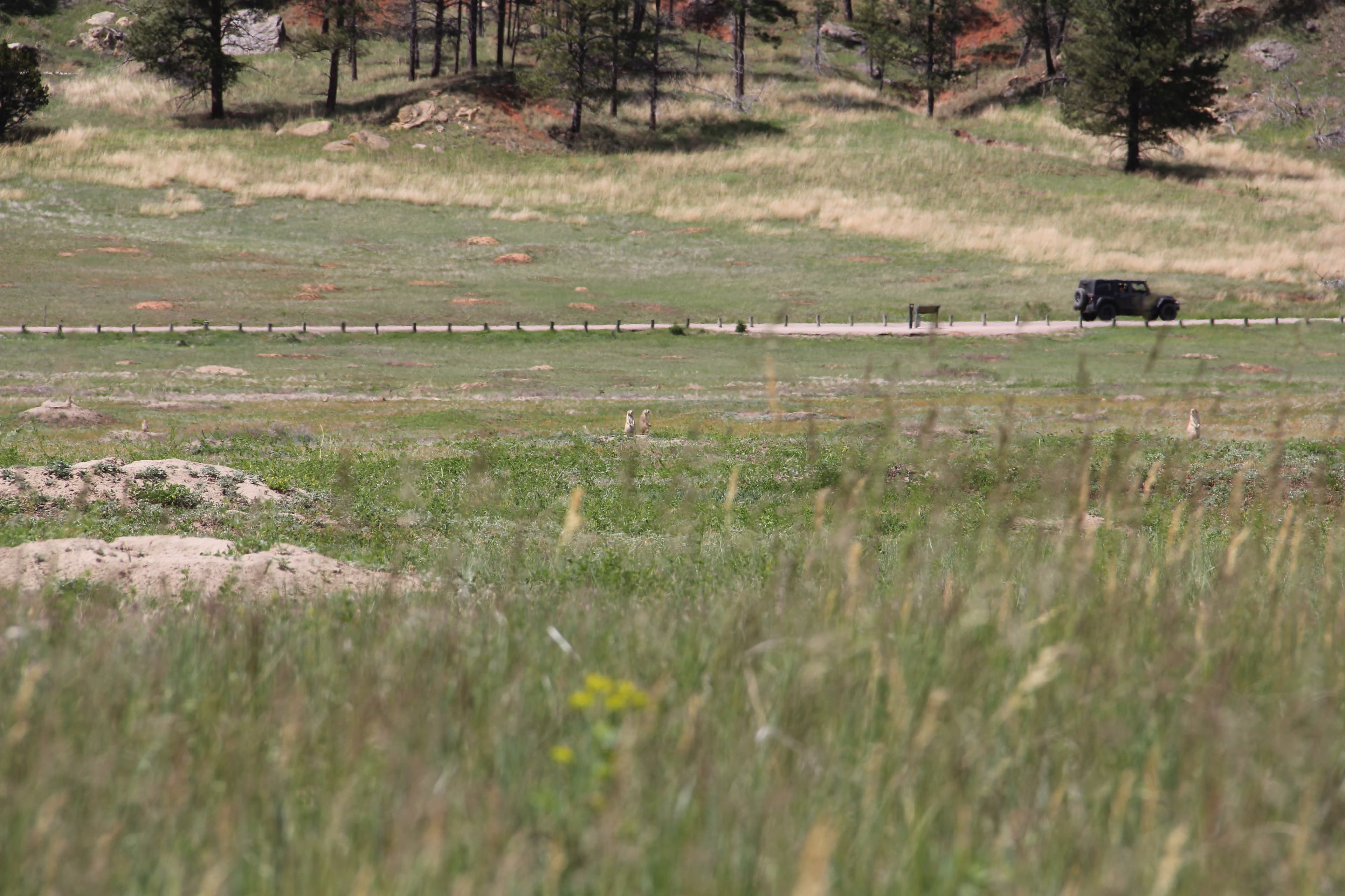 Prairie Dog Town (Devils Tower National Monument)