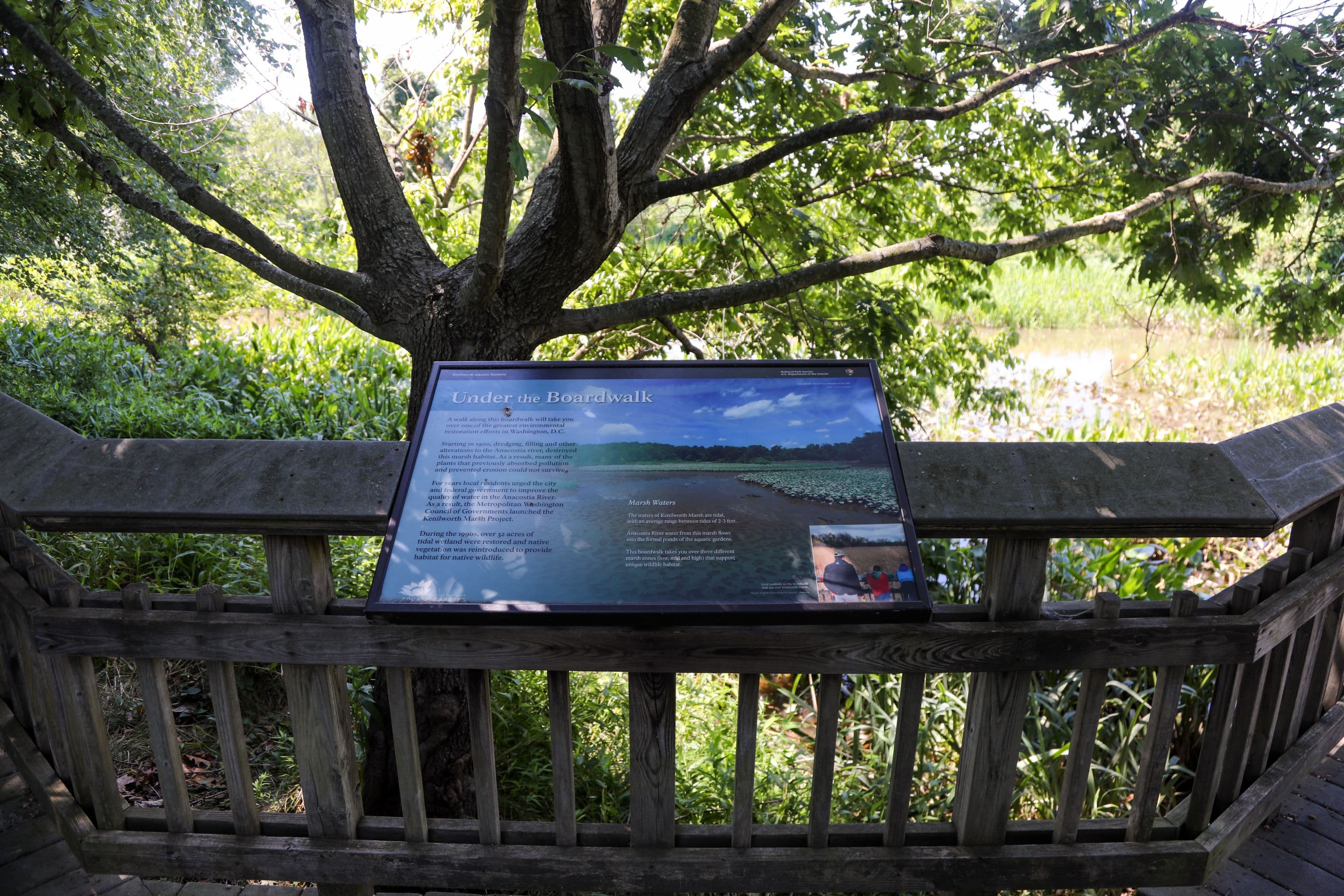 Kenilworth Aquatic Gardens: Under the Boardwalk