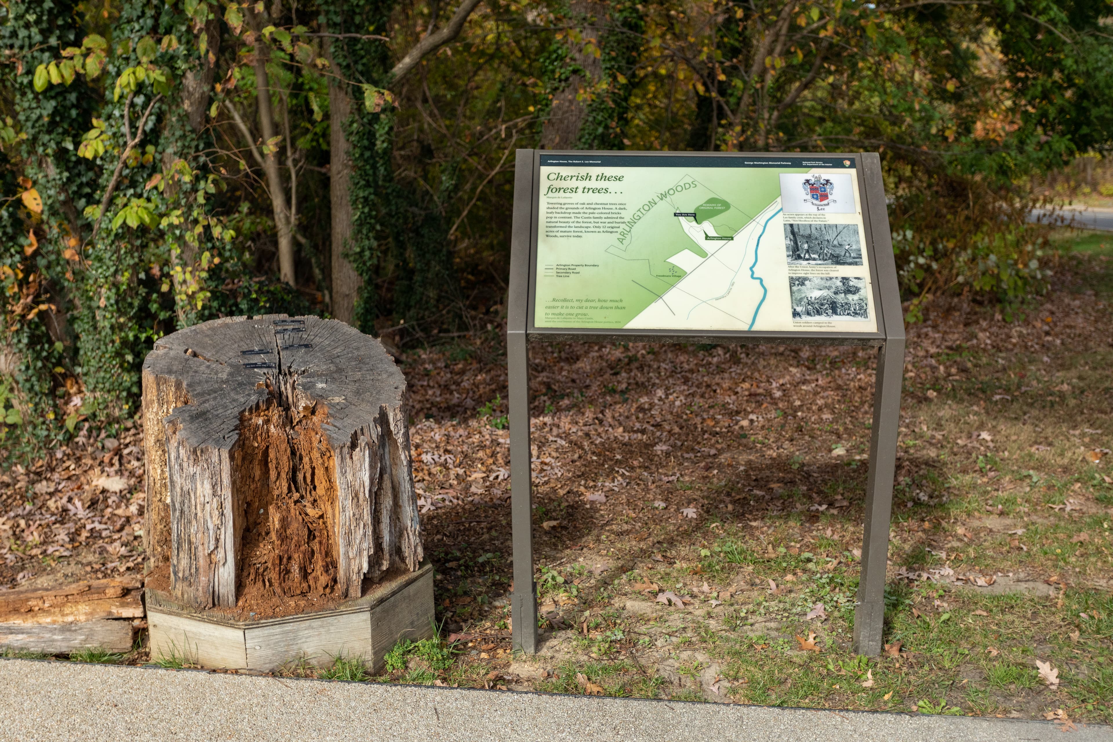 Information Panel: Cherish these forest trees