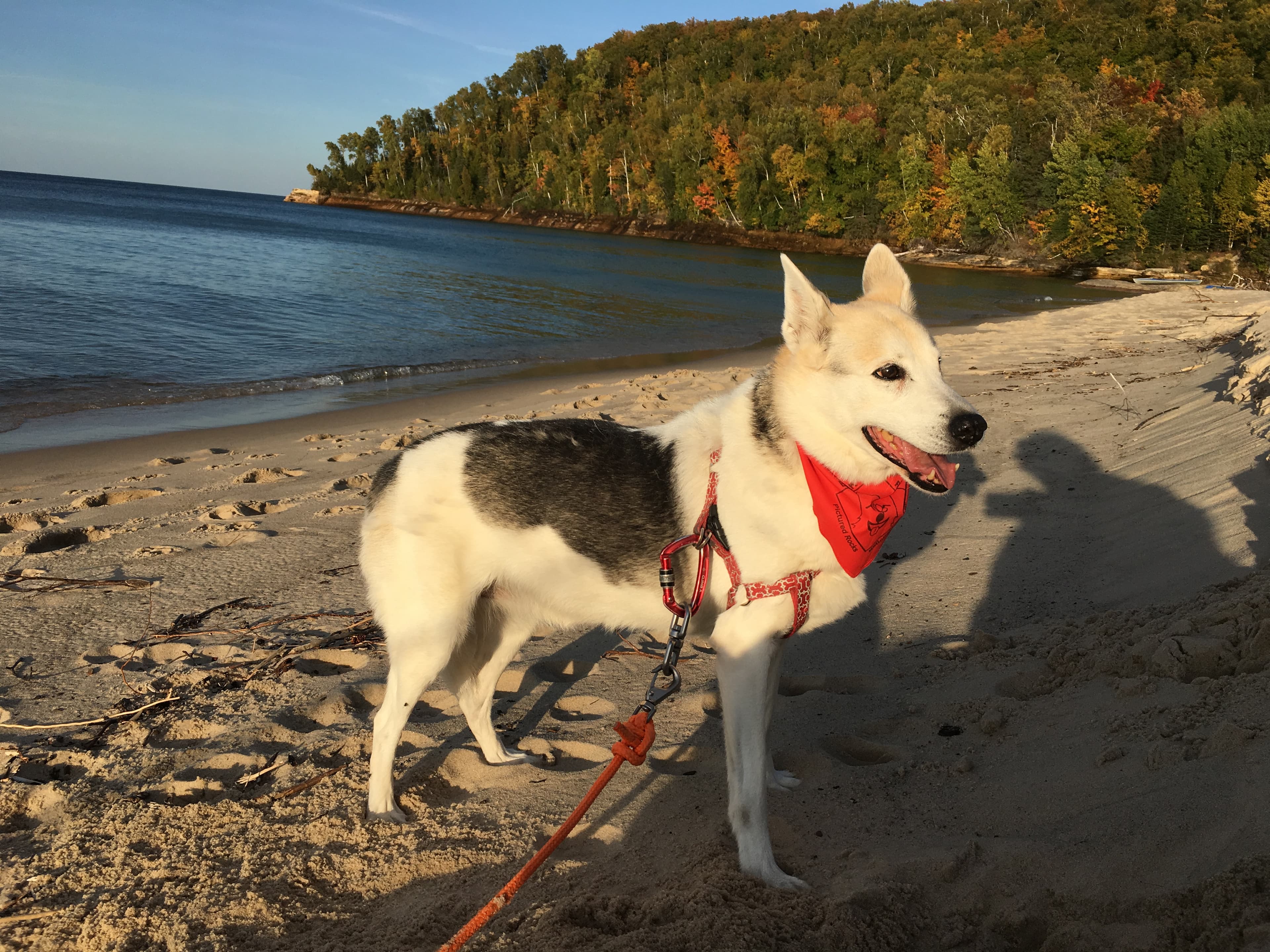 BARK Ranger