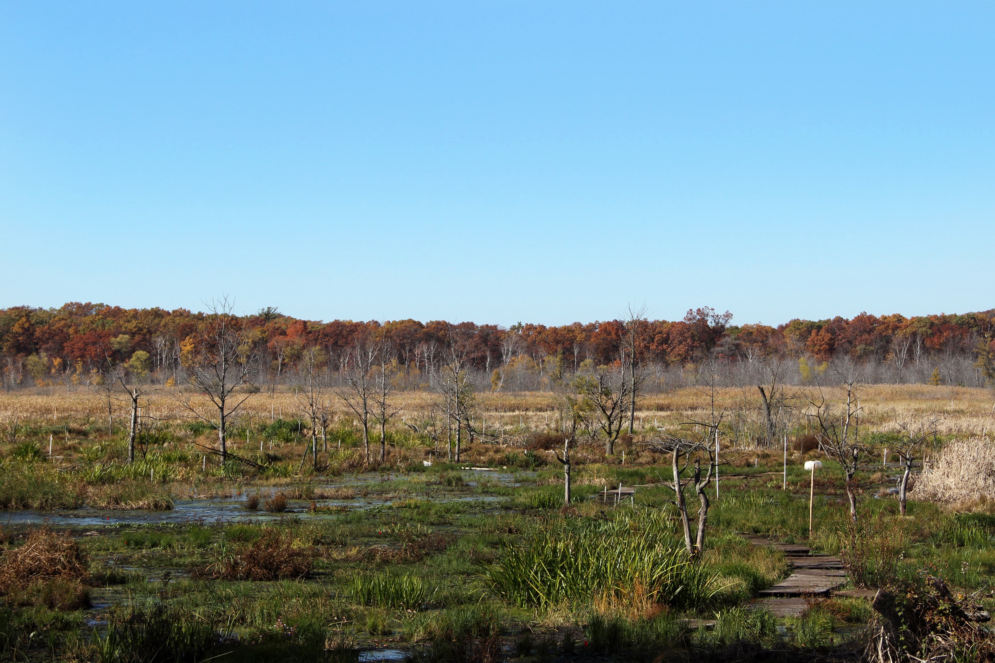 Cowles Bog Trail (North)