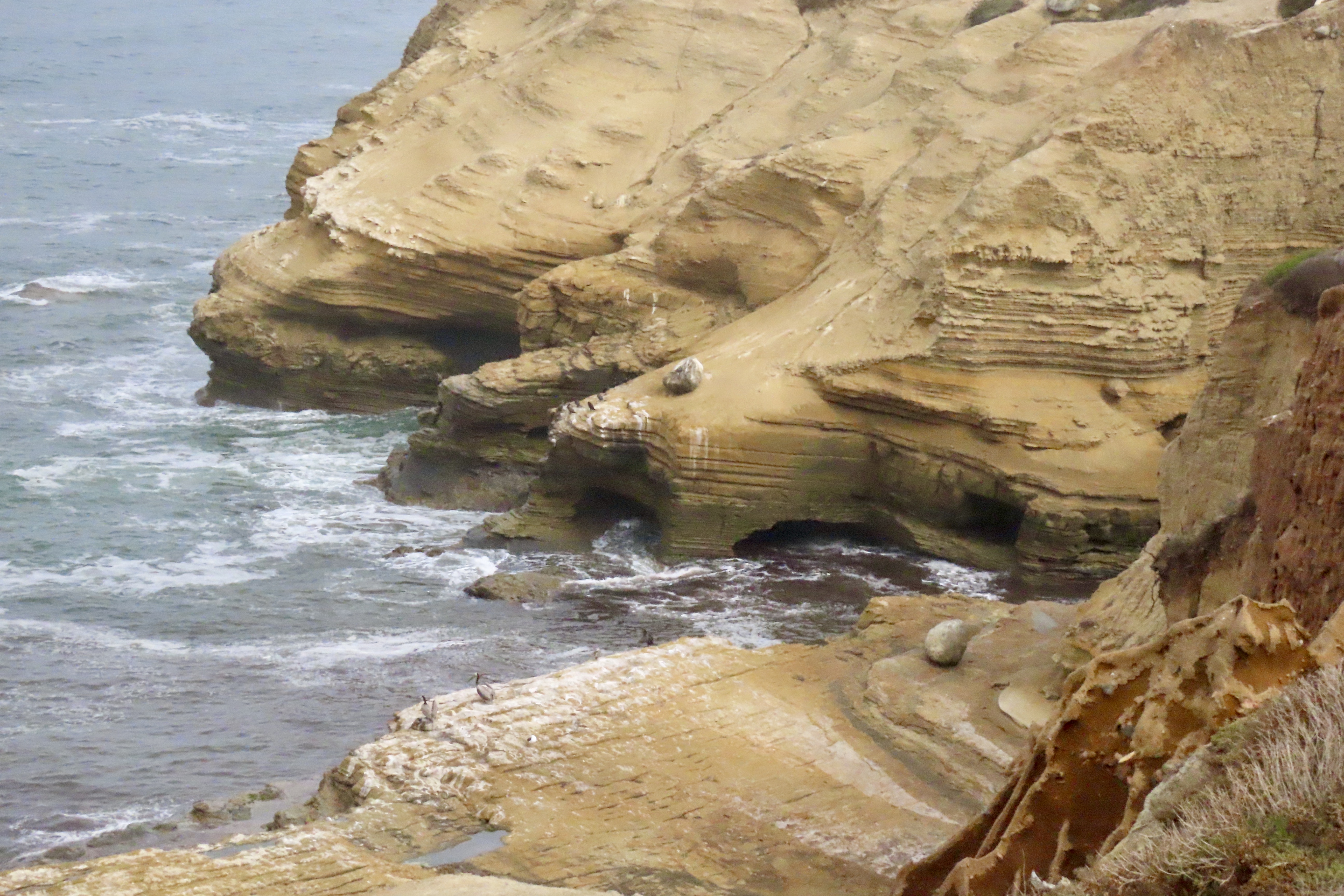 Bird Watching at Cabrillo