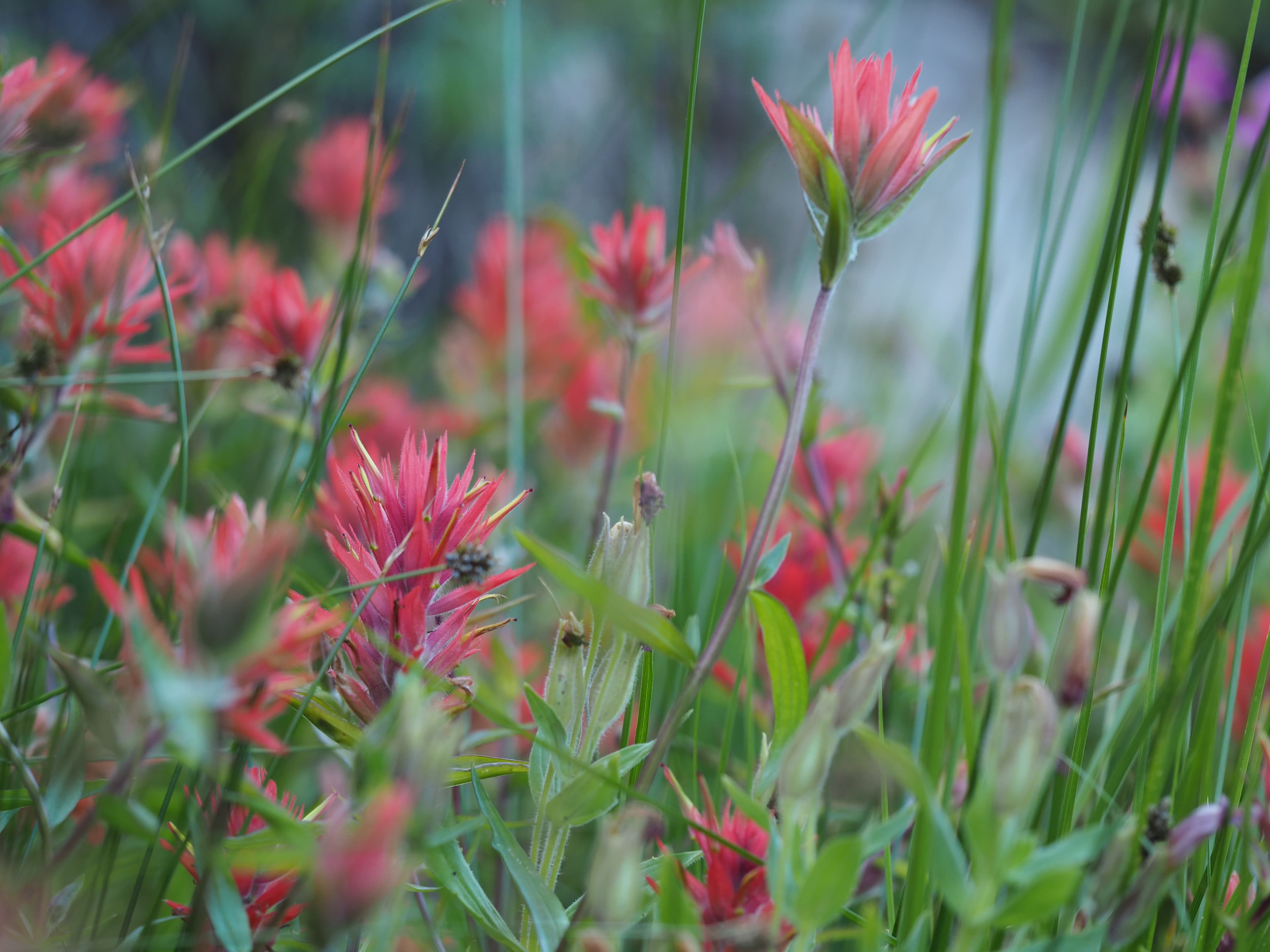 Castle Crest Wildflower Trail