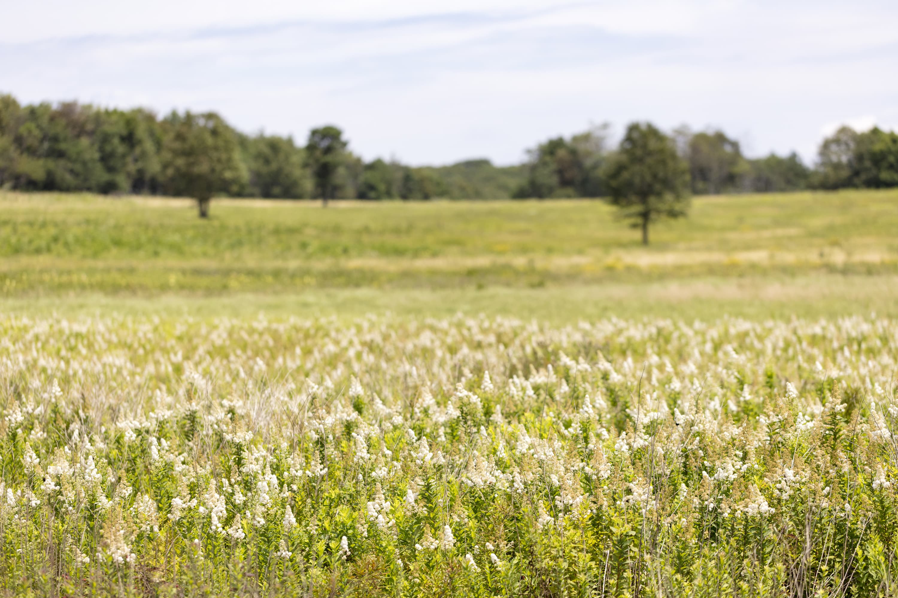 Big Meadows