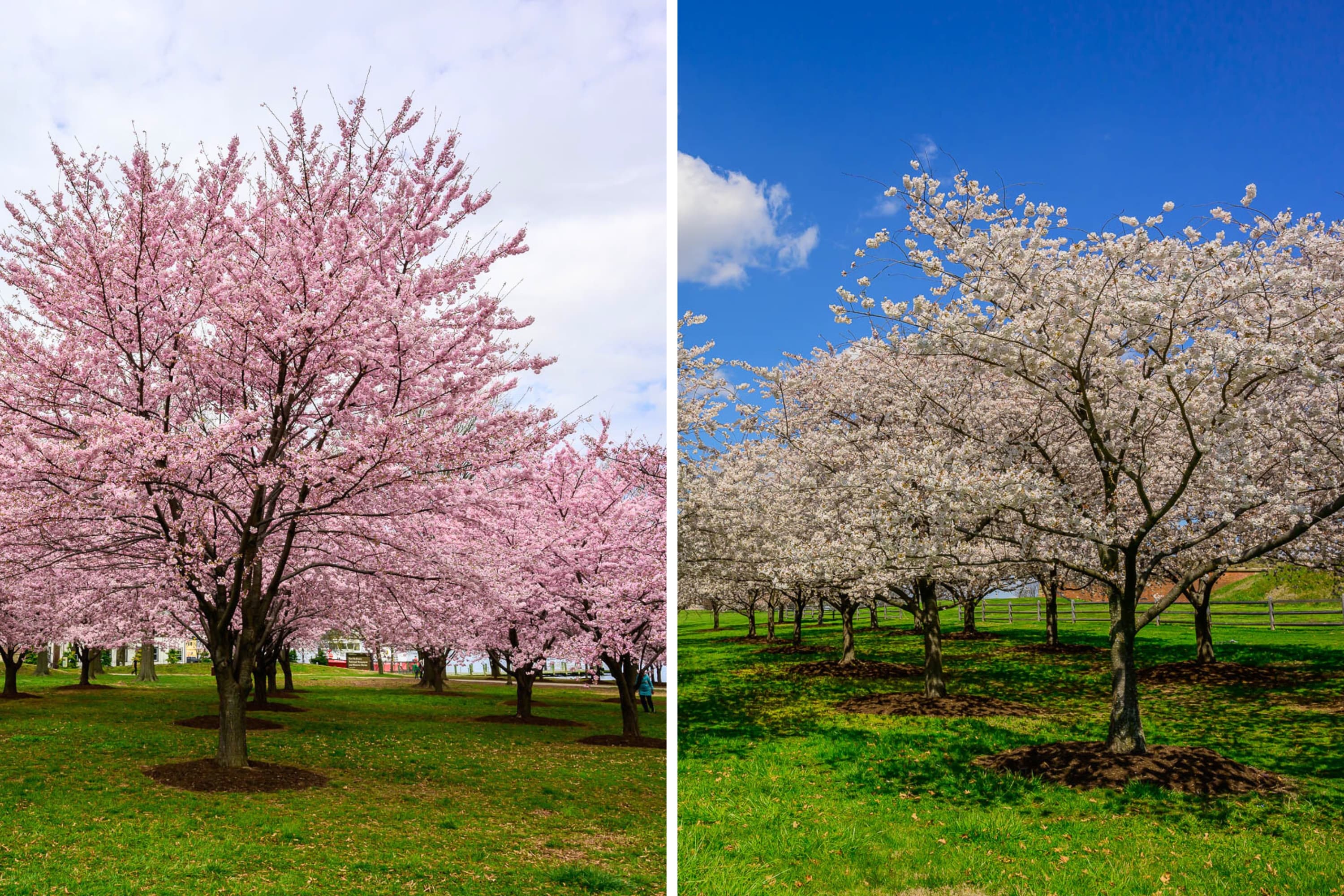 Cherry Blossom Groves