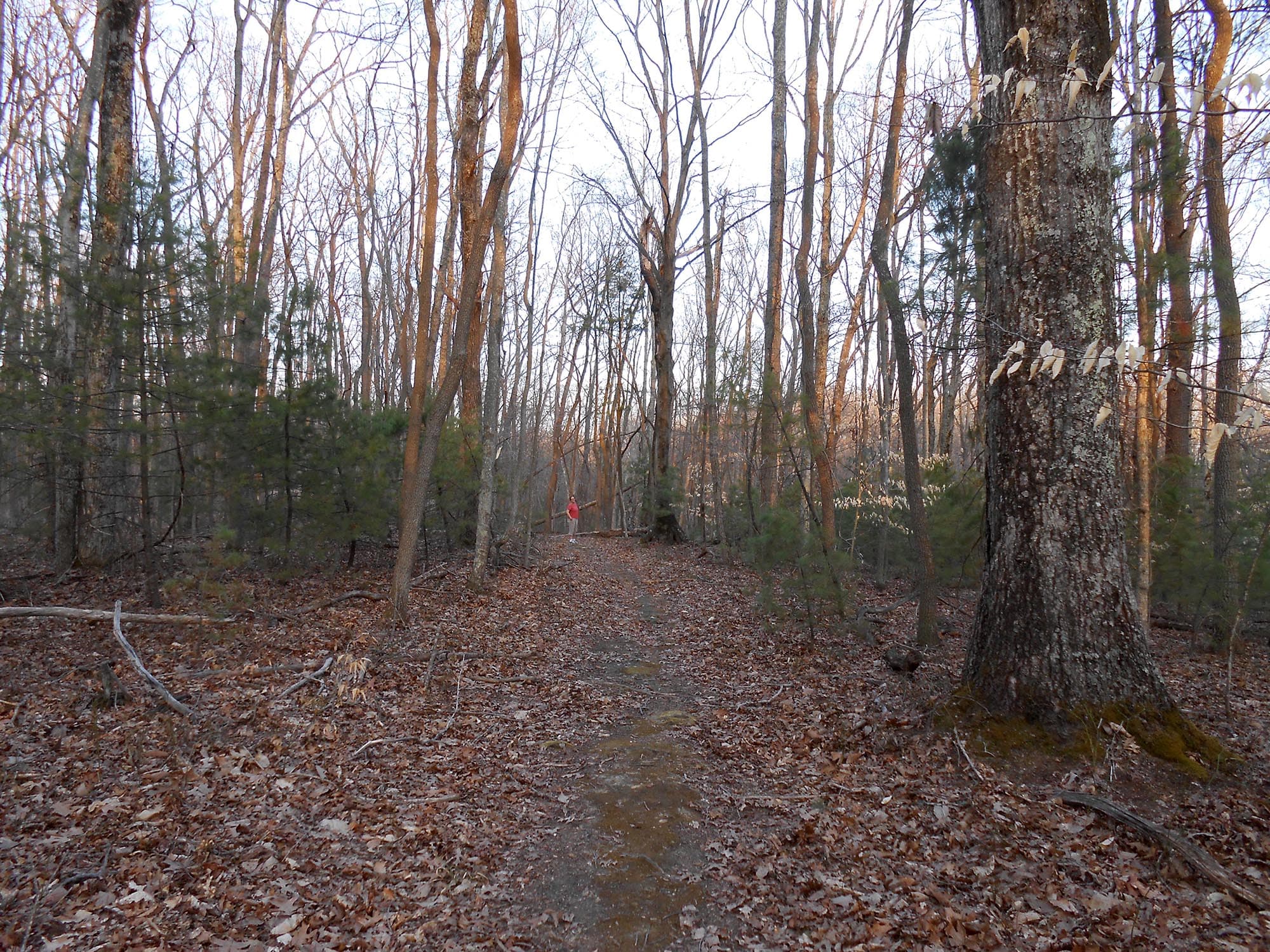 Big Buck Trail