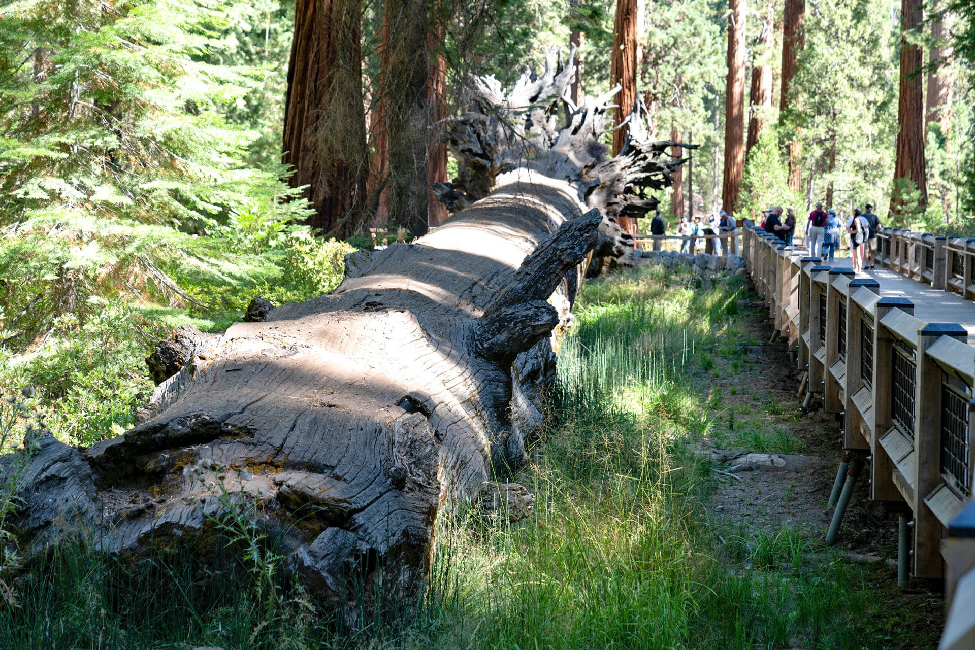 Big Trees Loop - How Giants Fall