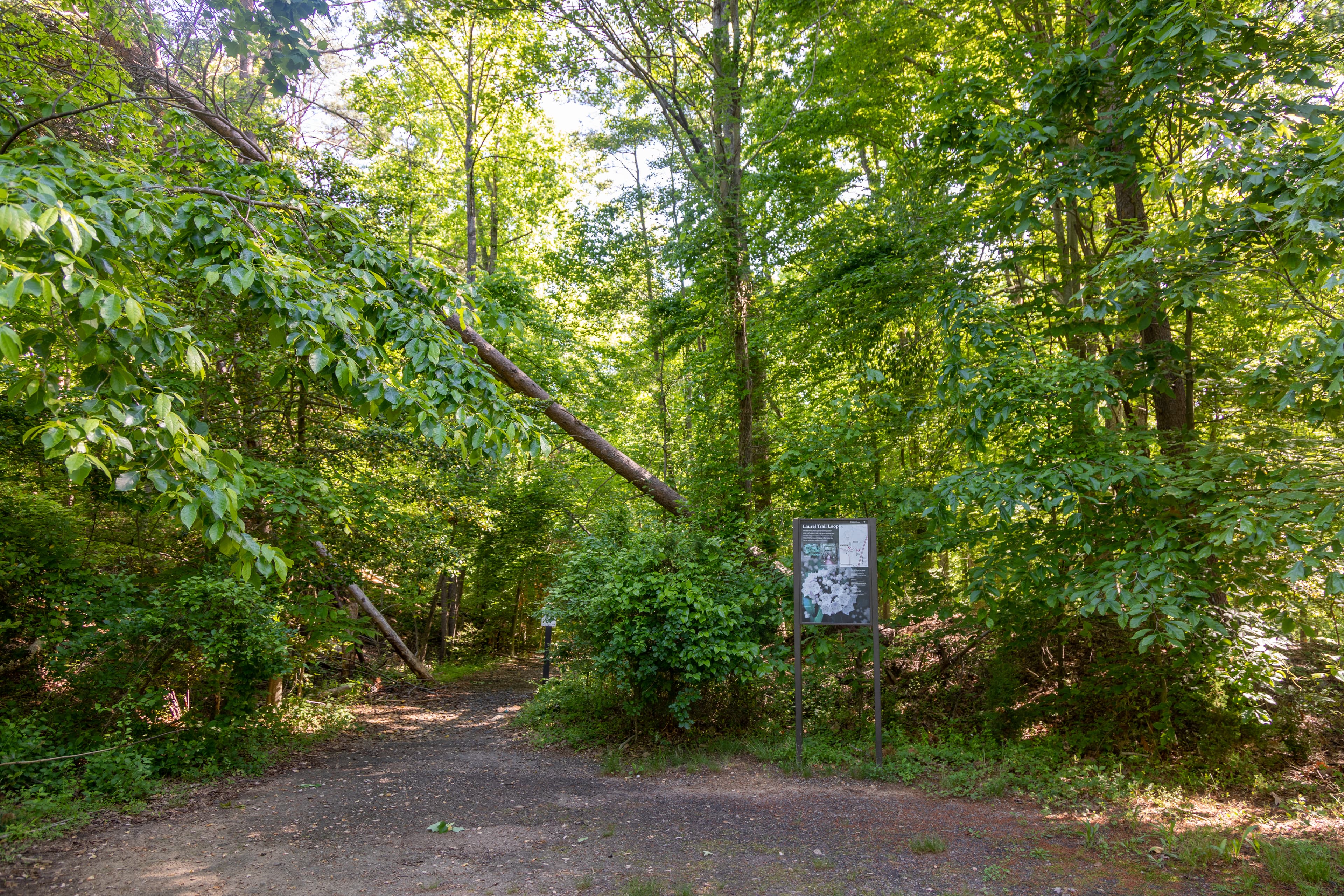 Laurel Trail Loop Trailhead