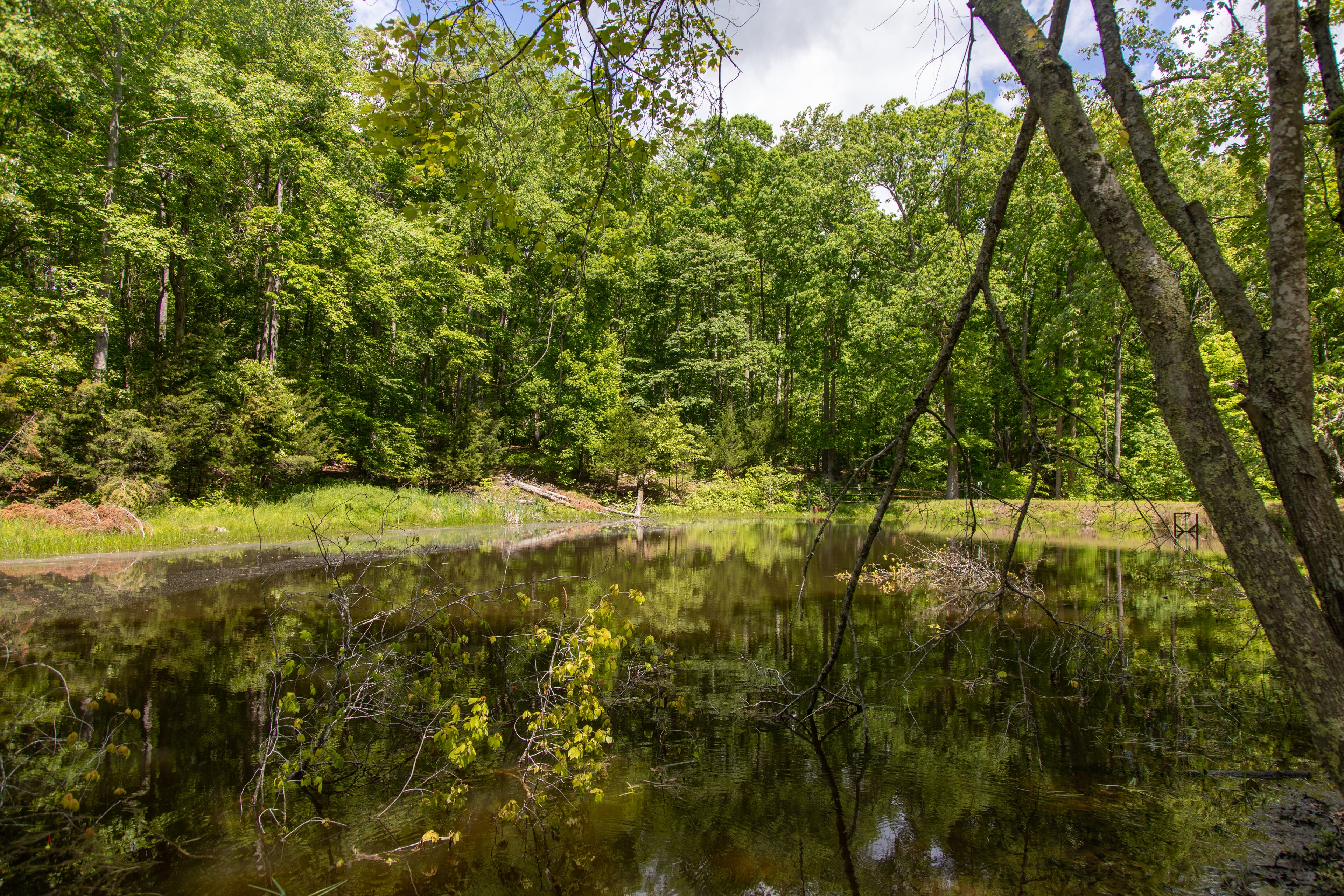 Carters Pond