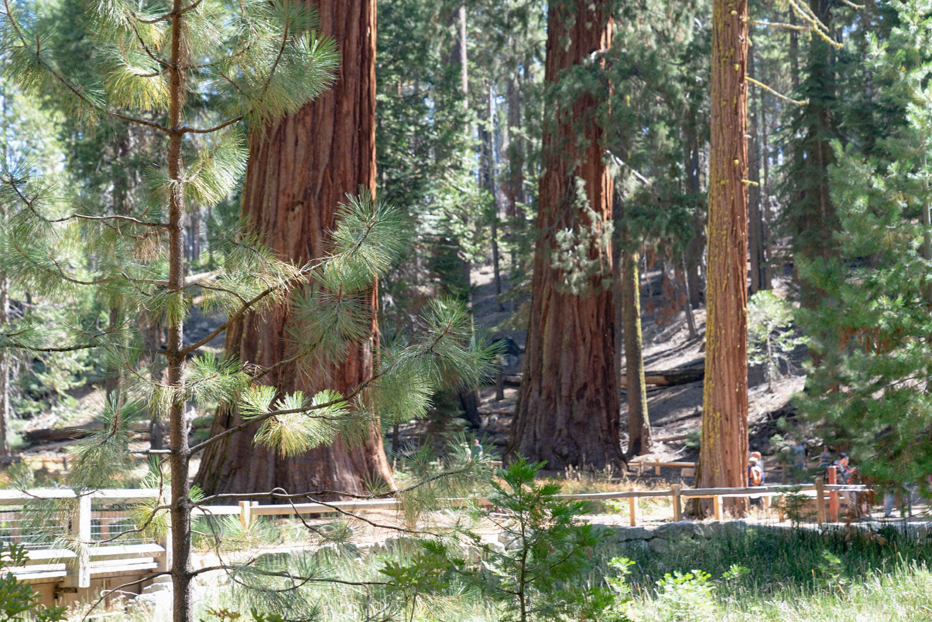 Big Trees Loop - Relics of the Past
