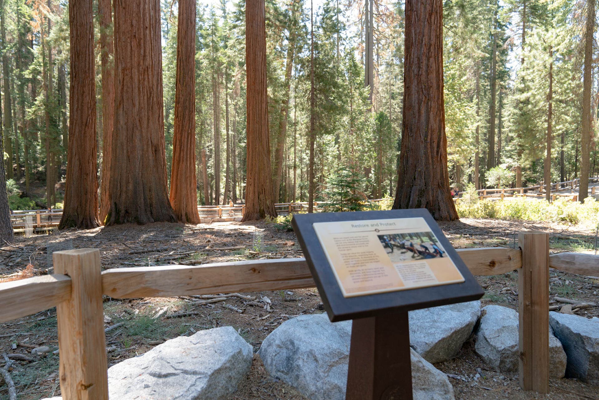 Big Trees Loop - Restore and Protect