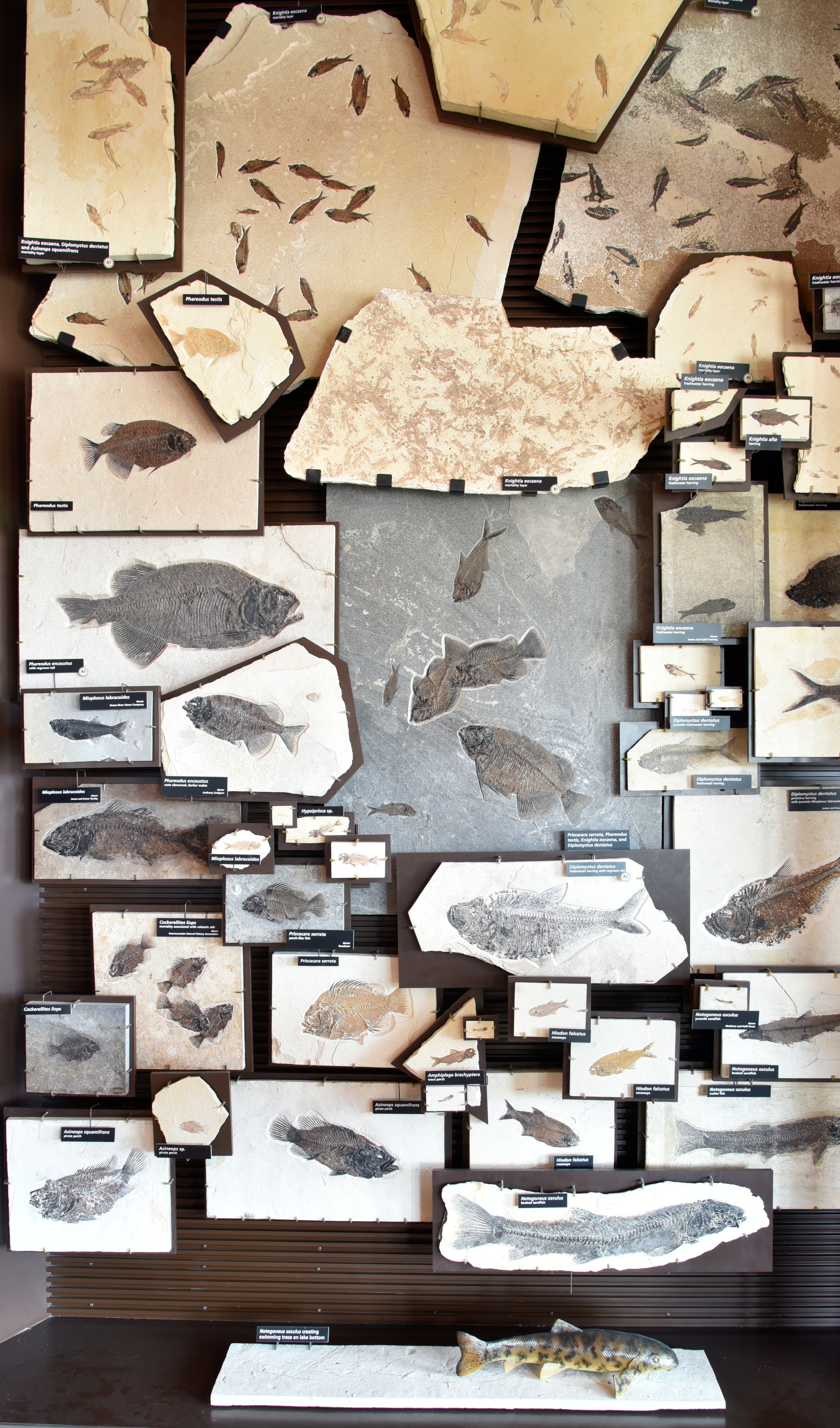 Fossil Fishes Exhibit