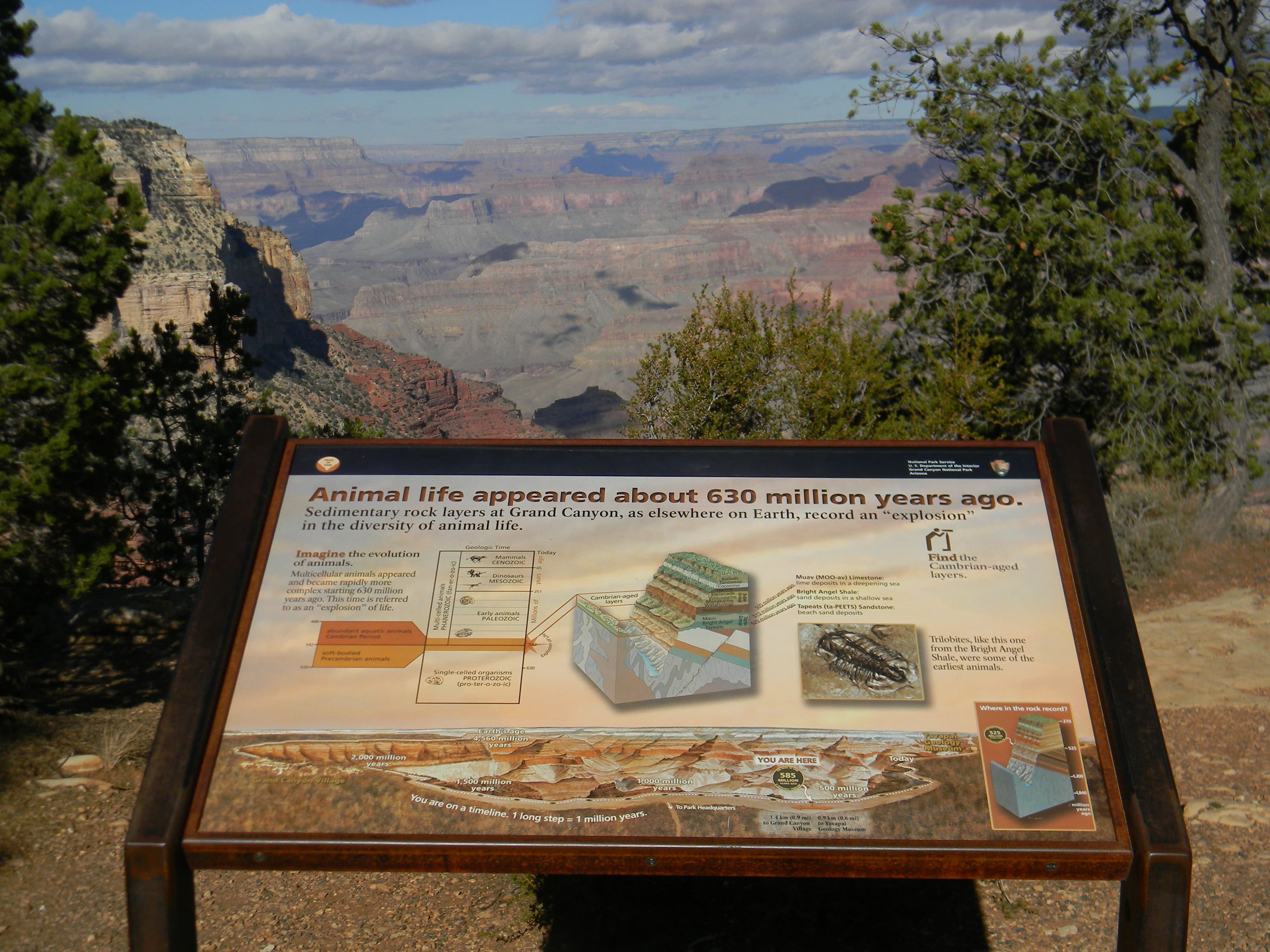 Animal Life Appeared About 630 Million Years Ago