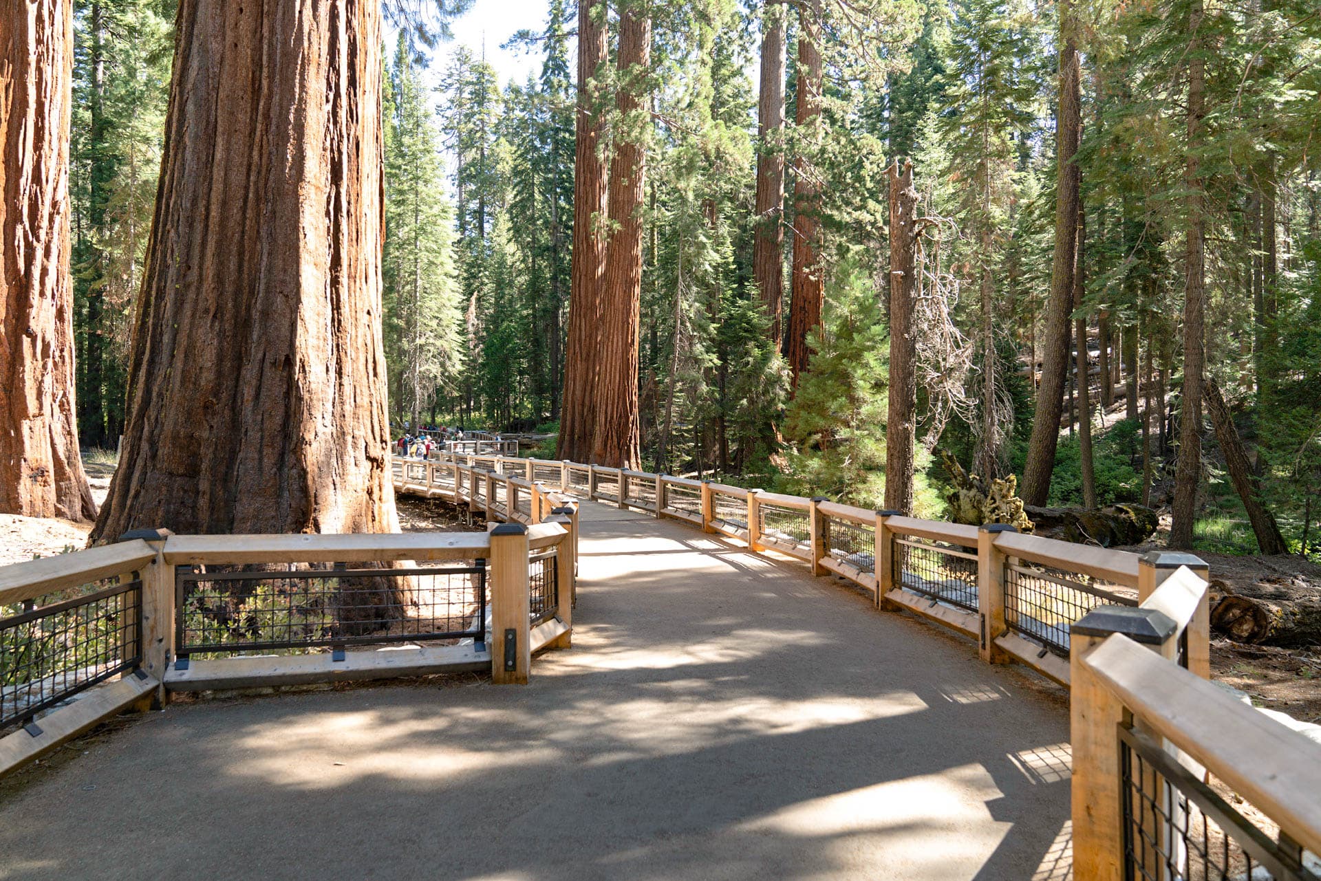 Big Trees Loop - Anatomy of a Giant