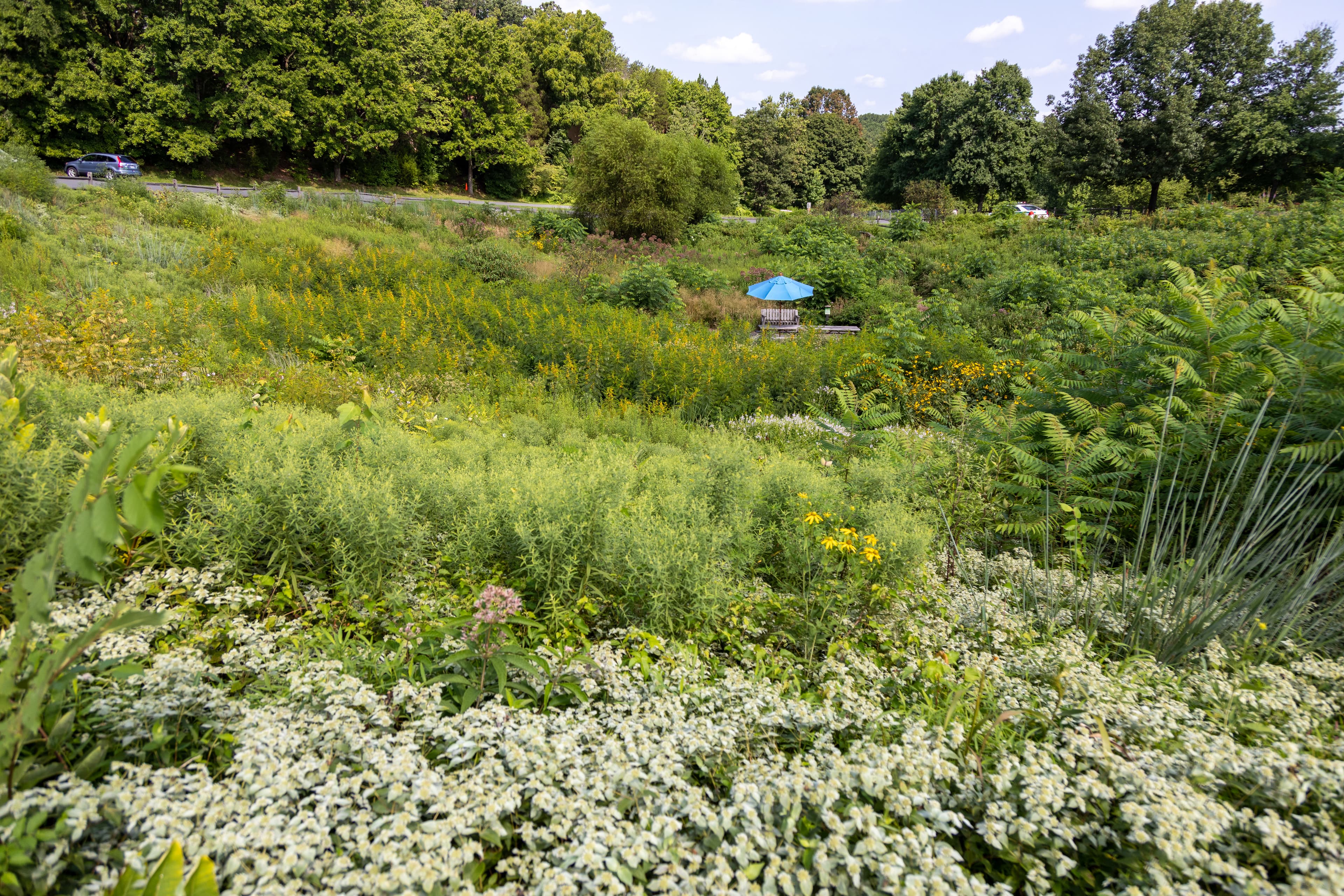 Filene Center Loop picnic area