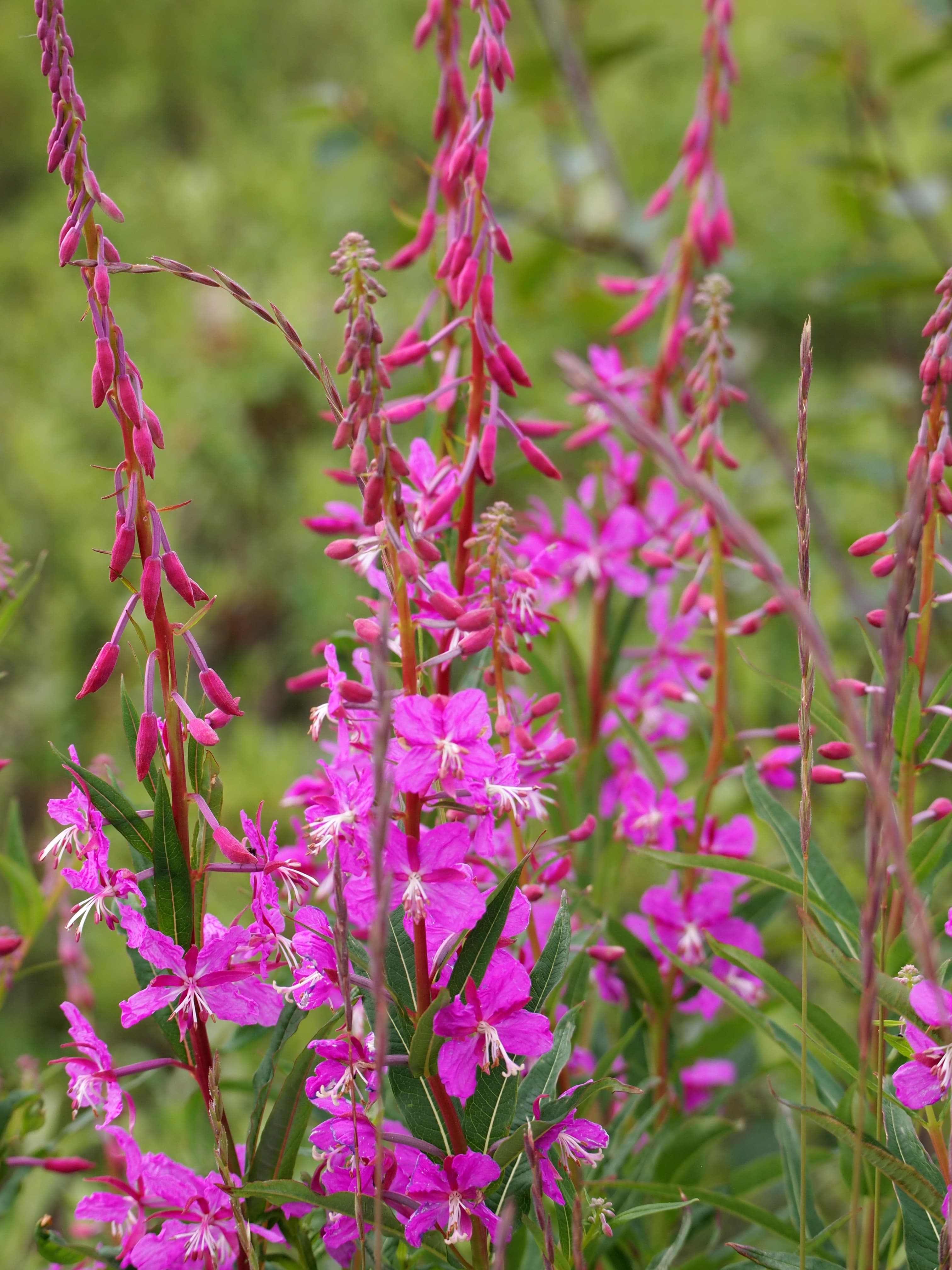 Fireweed Wayside at Western Arctic National Parklands
