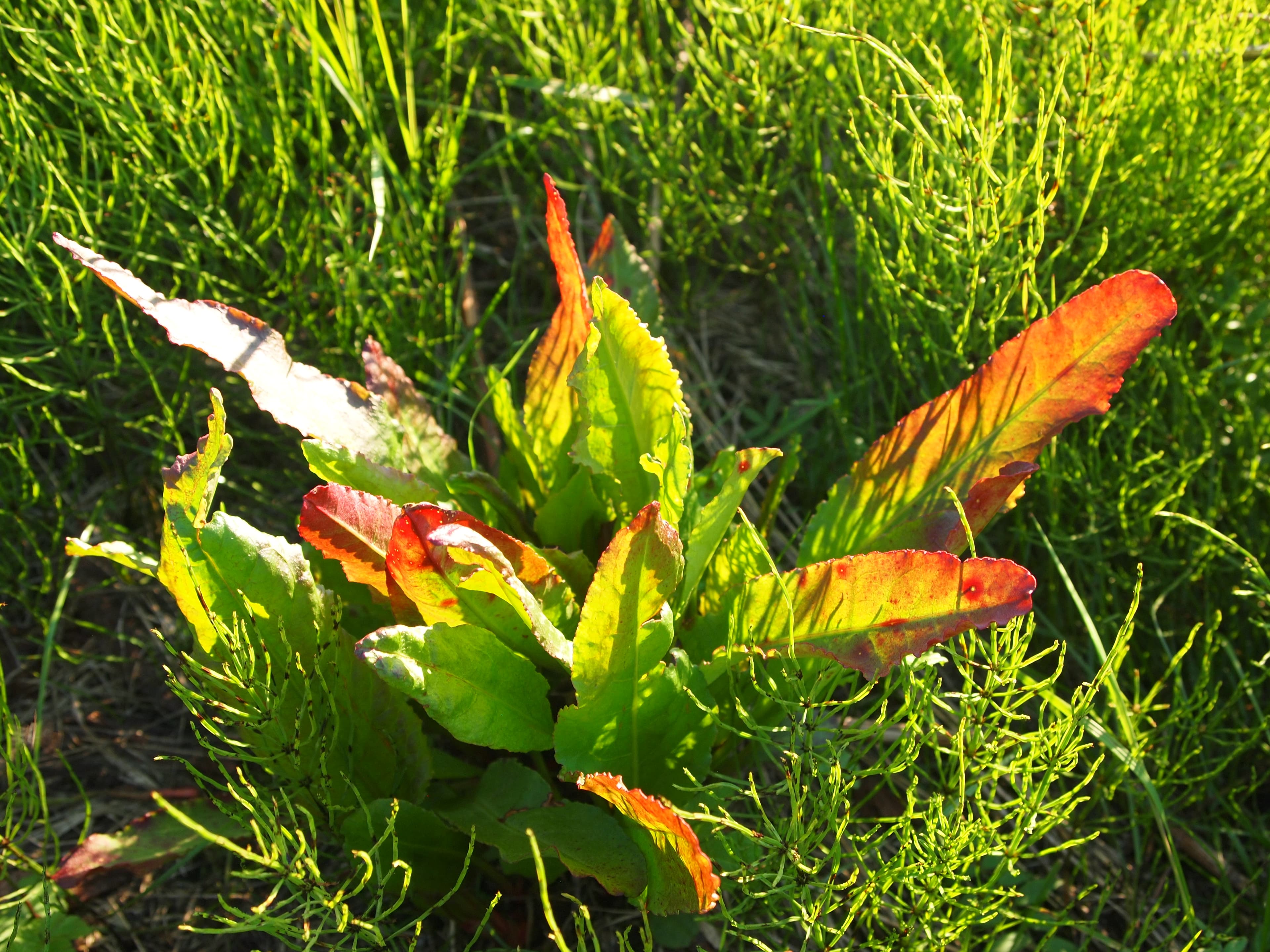 Sourdock at Western Arctic National Parklands