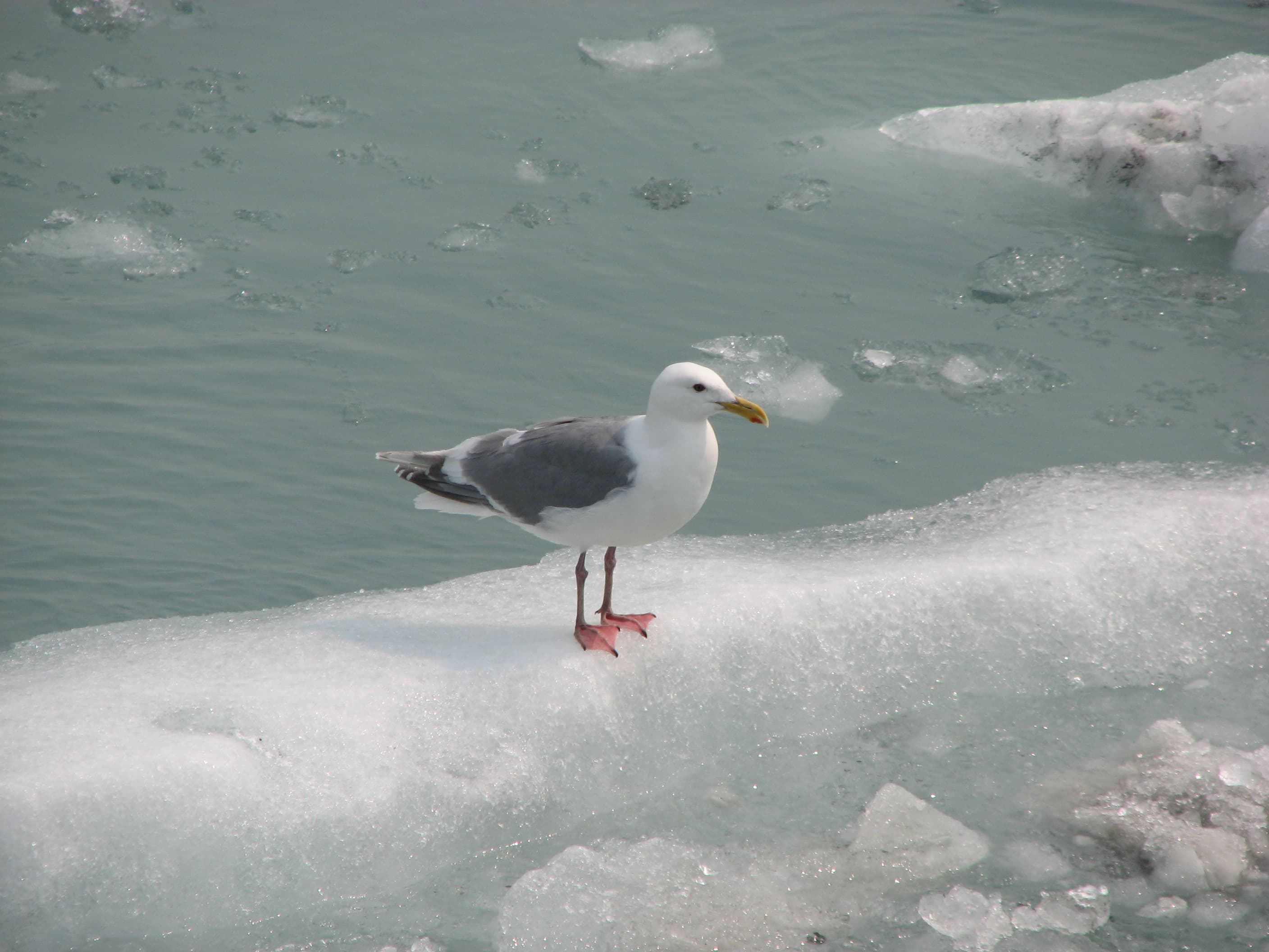 Birds of South Marble: Glaucous-winged Gull