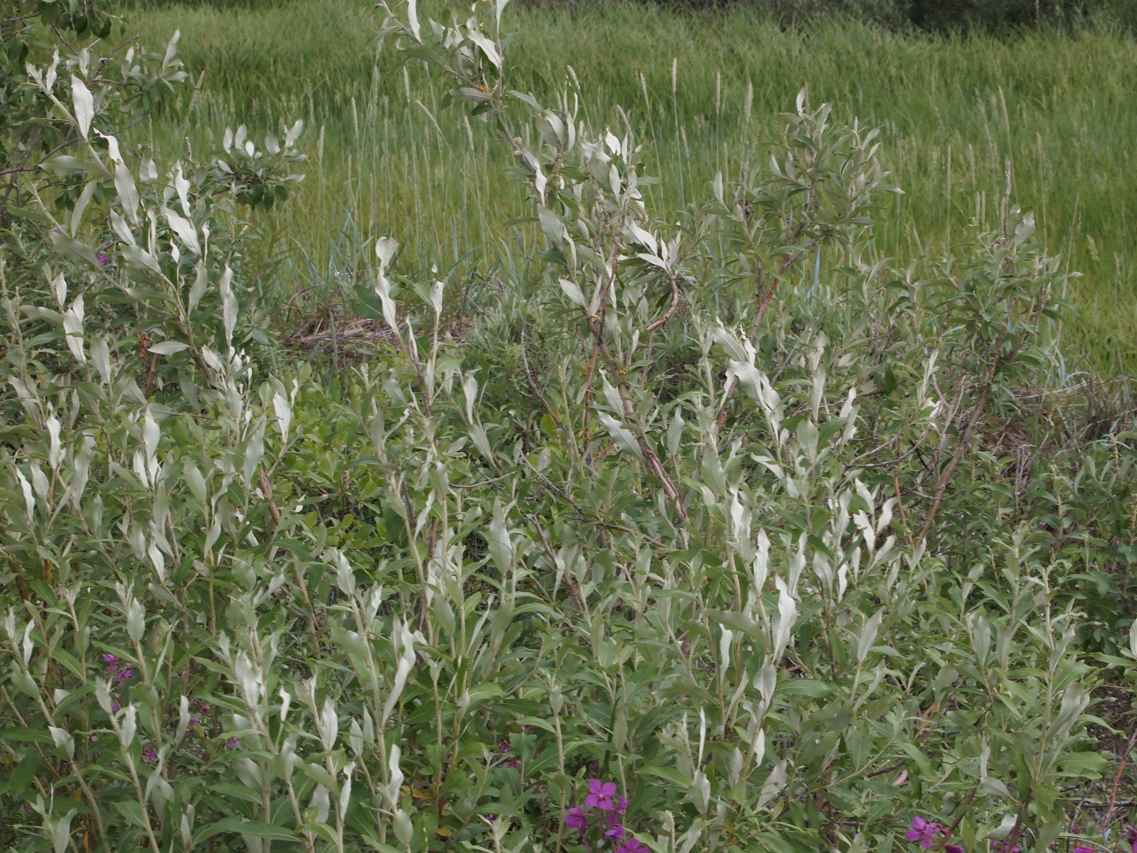 Feltleaf Willow at Western Arctic National Parklands