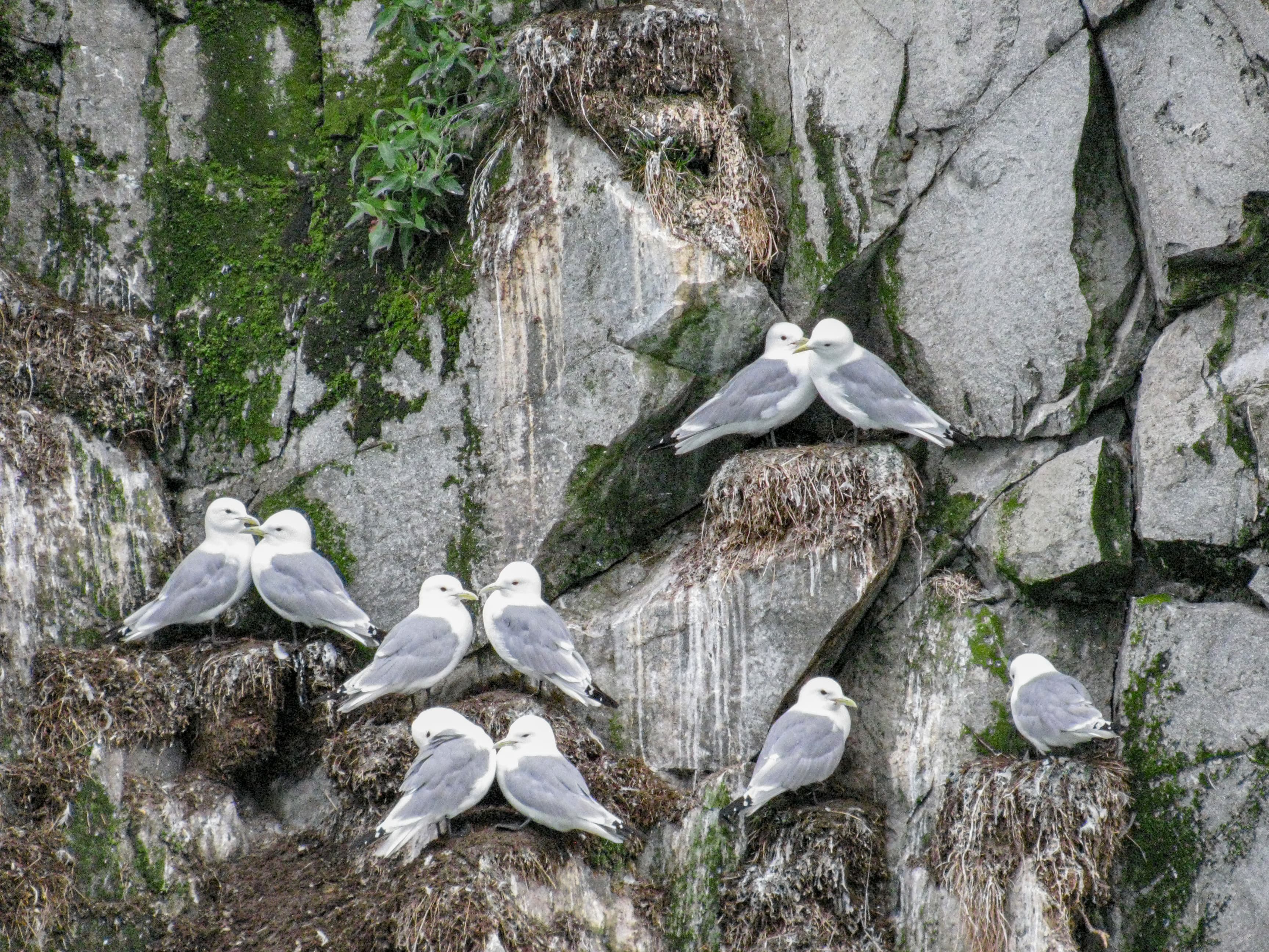 Birds of South Marble: Black-legged Kittiwake
