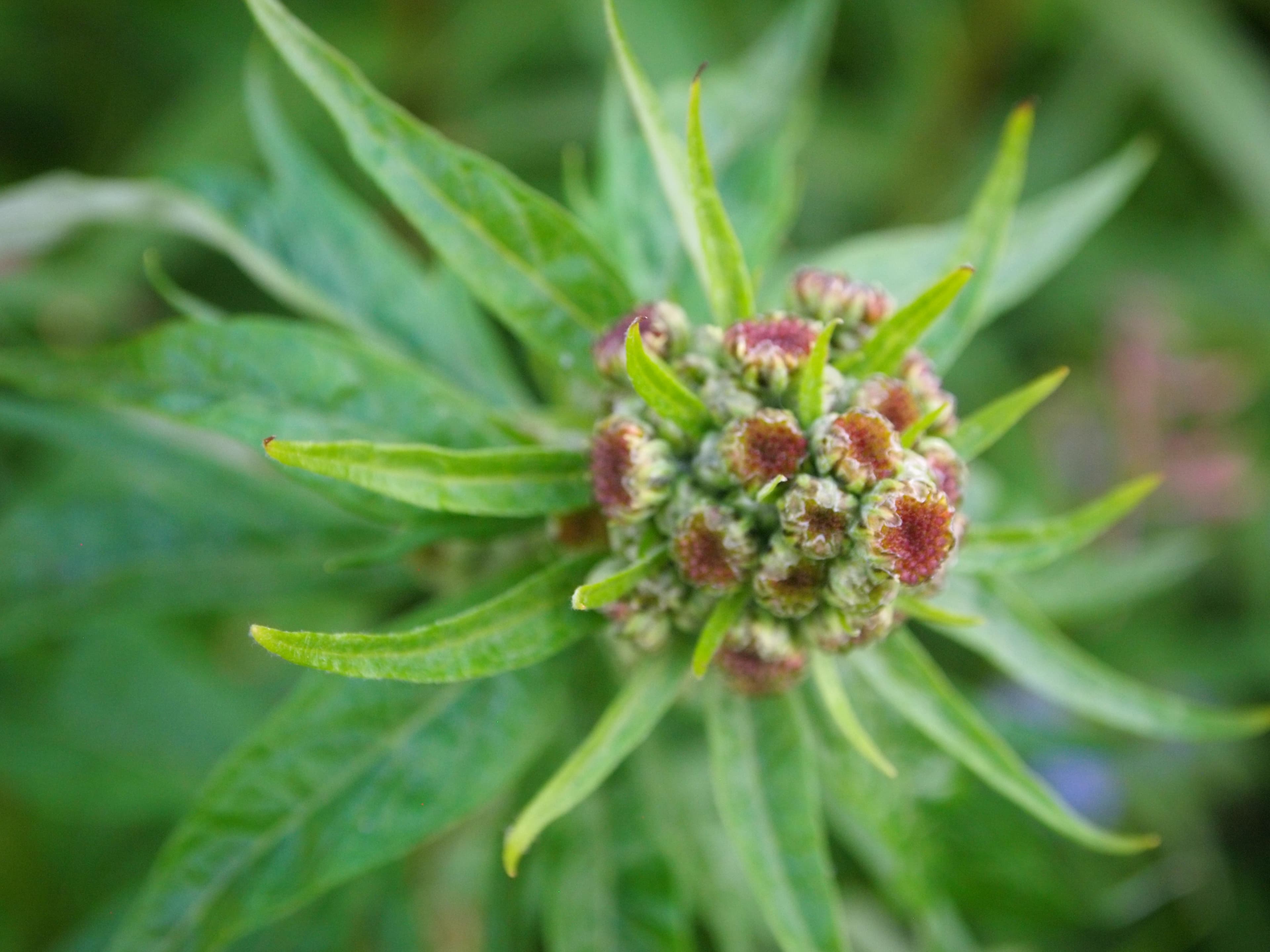 Stinkweed at Western Arctic National Parklands