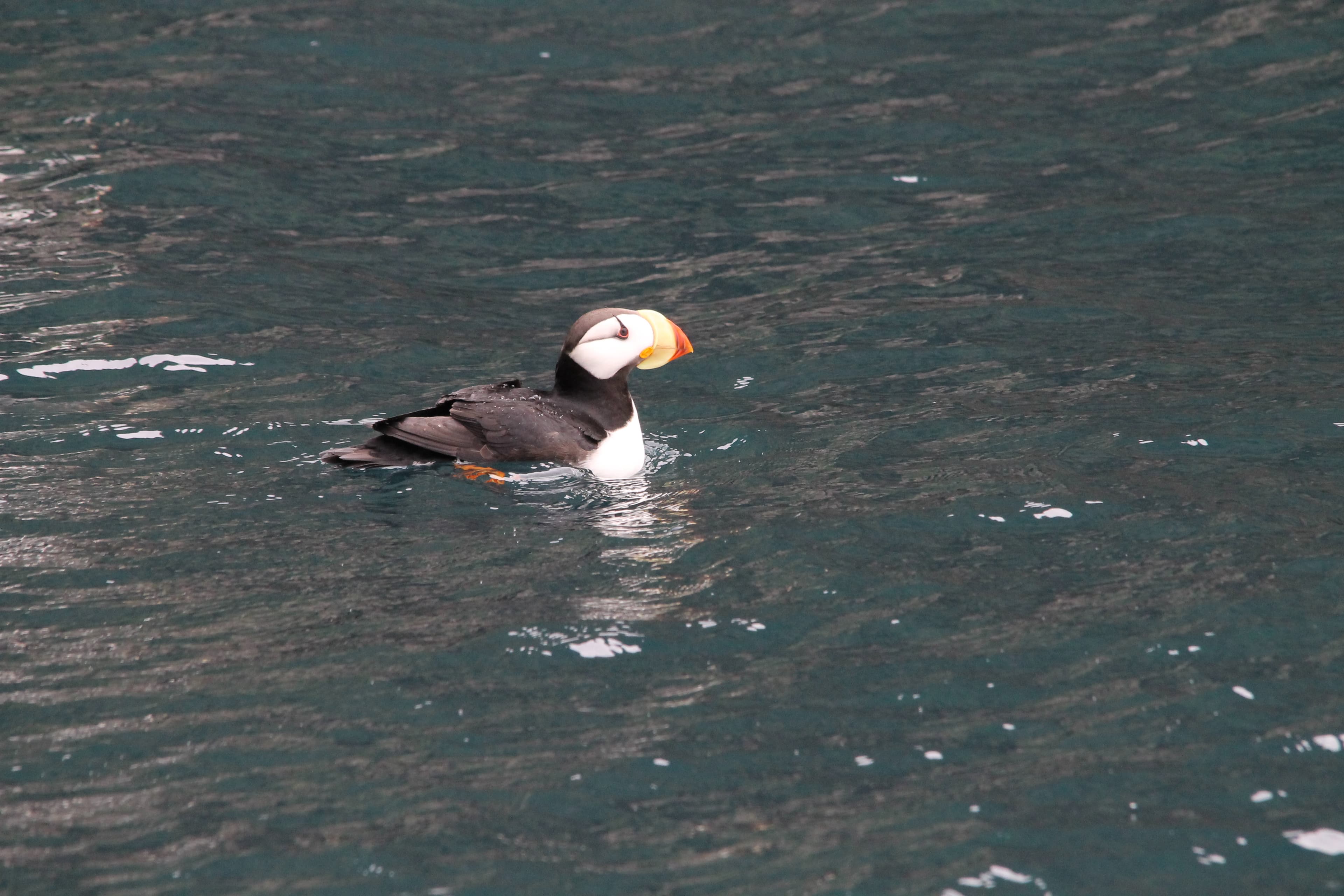 Birds of South Marble: Horned Puffin