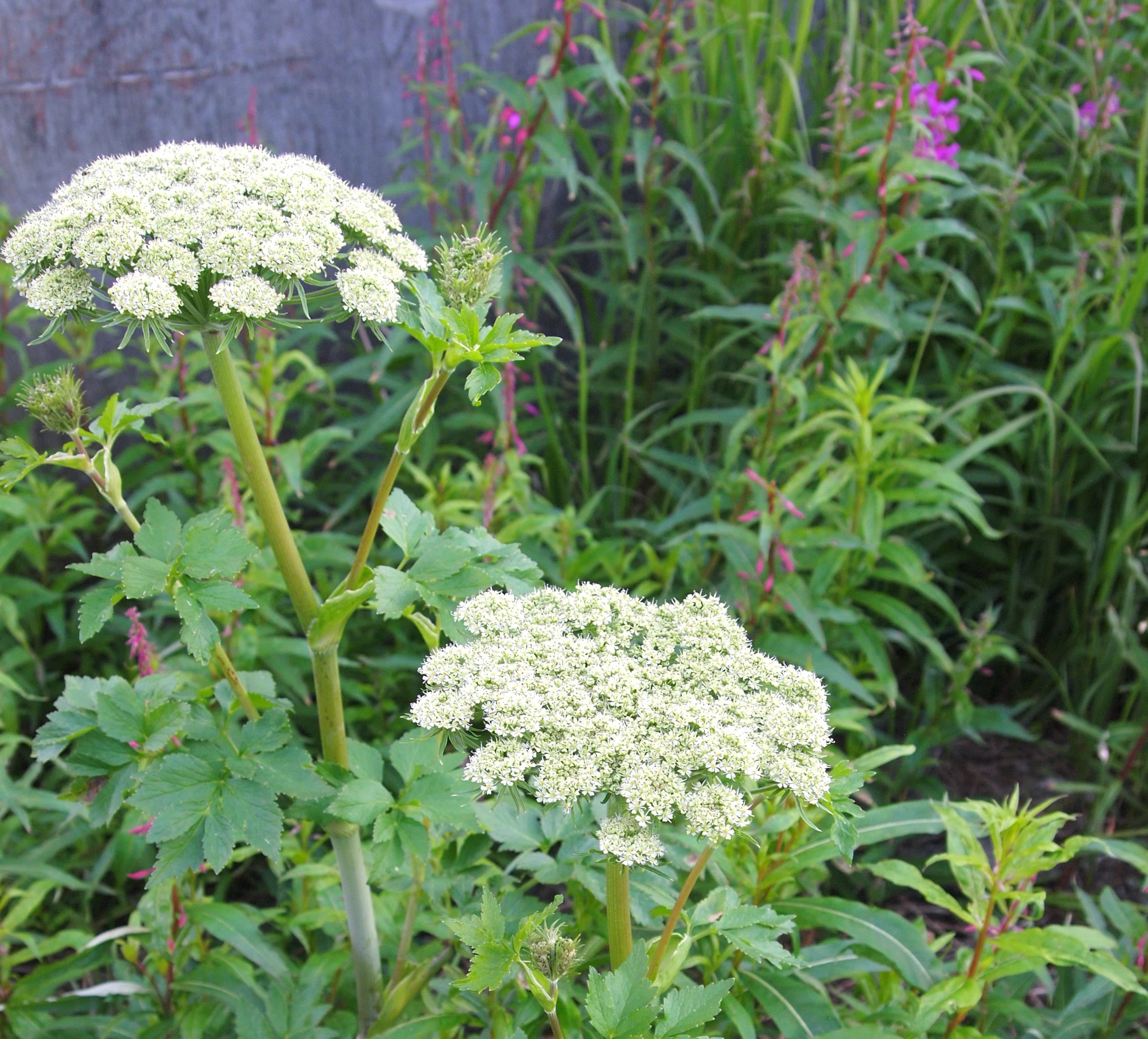 Angelica at Western Arctic National Parklands