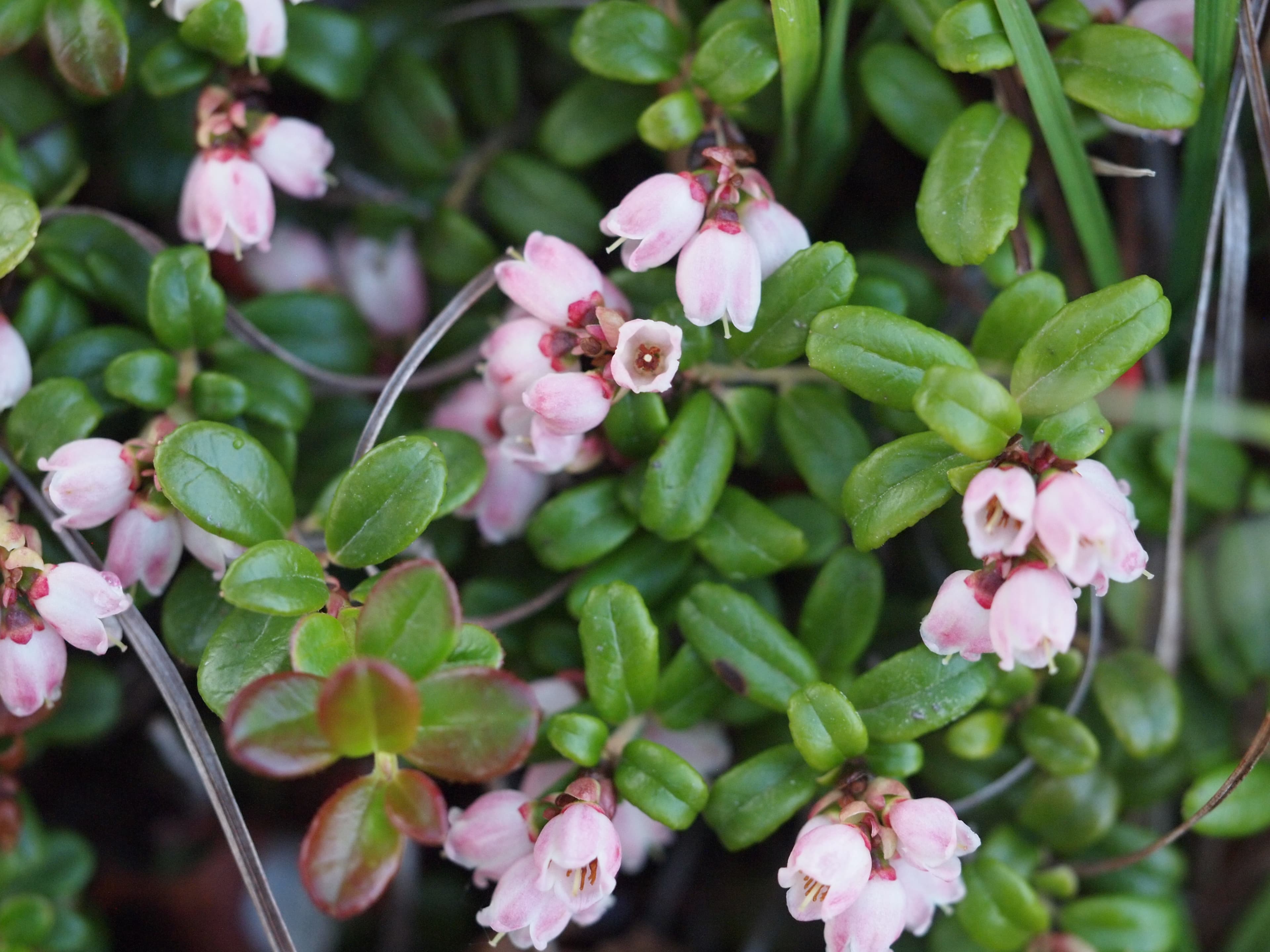 Lingonberry at Western Arctic National Parklands