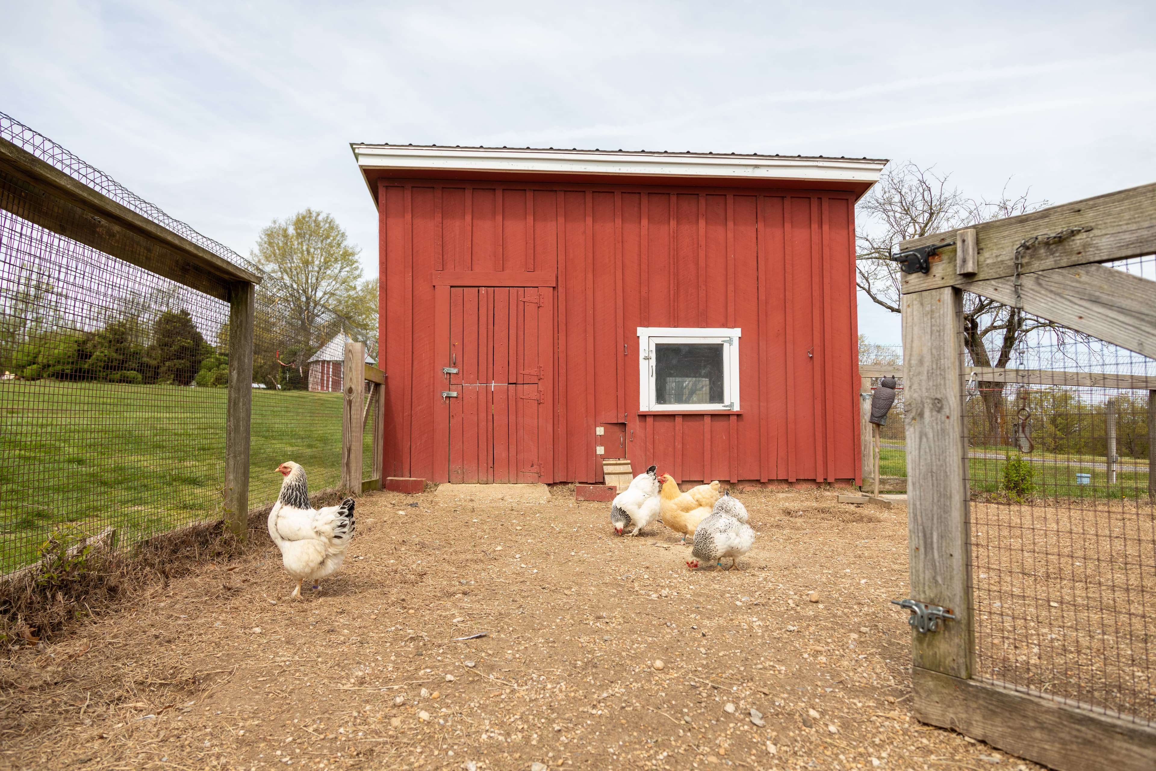 Oxon Hill Chicken Coop