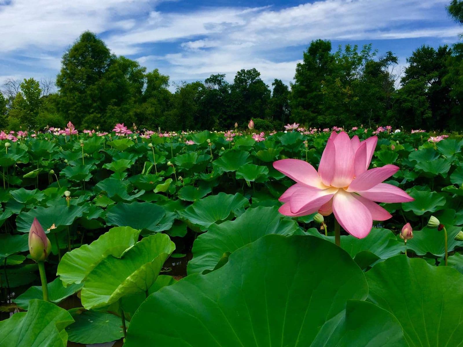 Kenilworth Park and Aquatic Gardens
