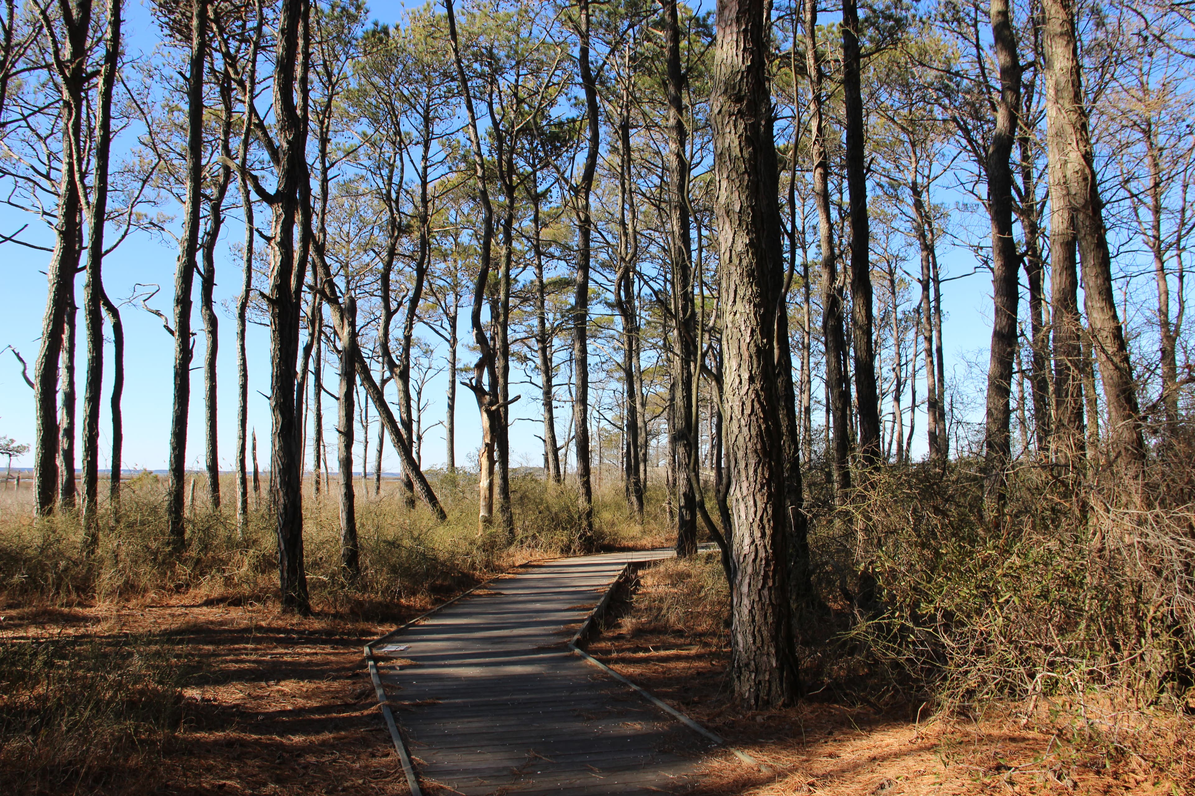 MD - Life of the Forest Trail