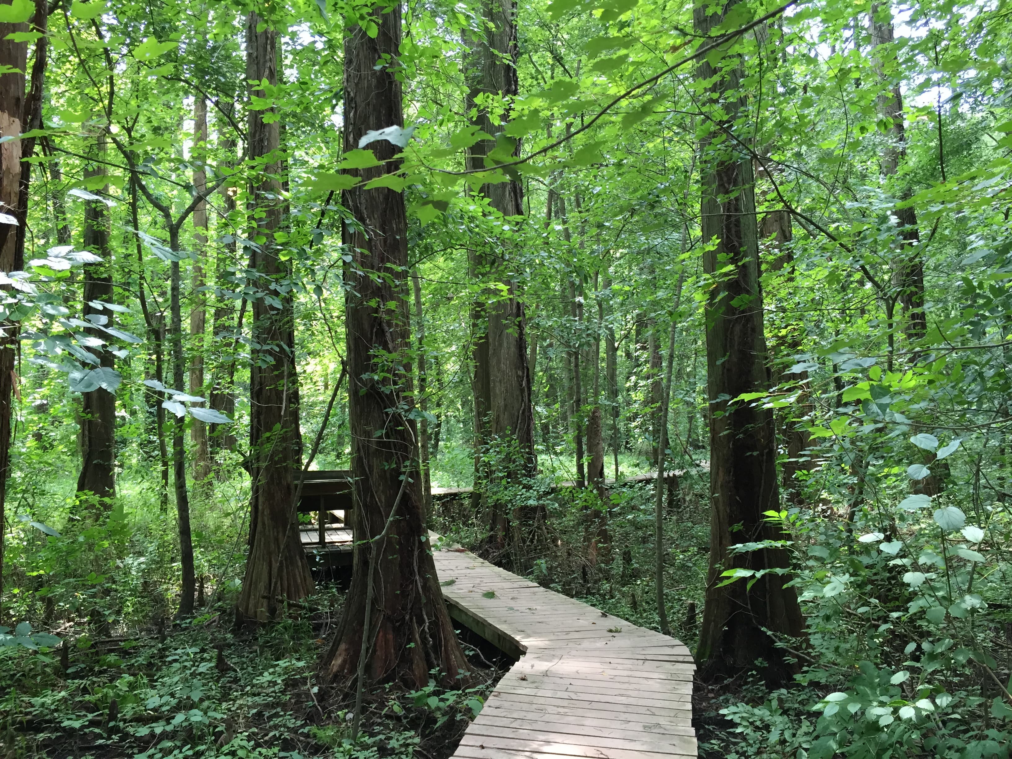 Battle Creek Cypress Swamp