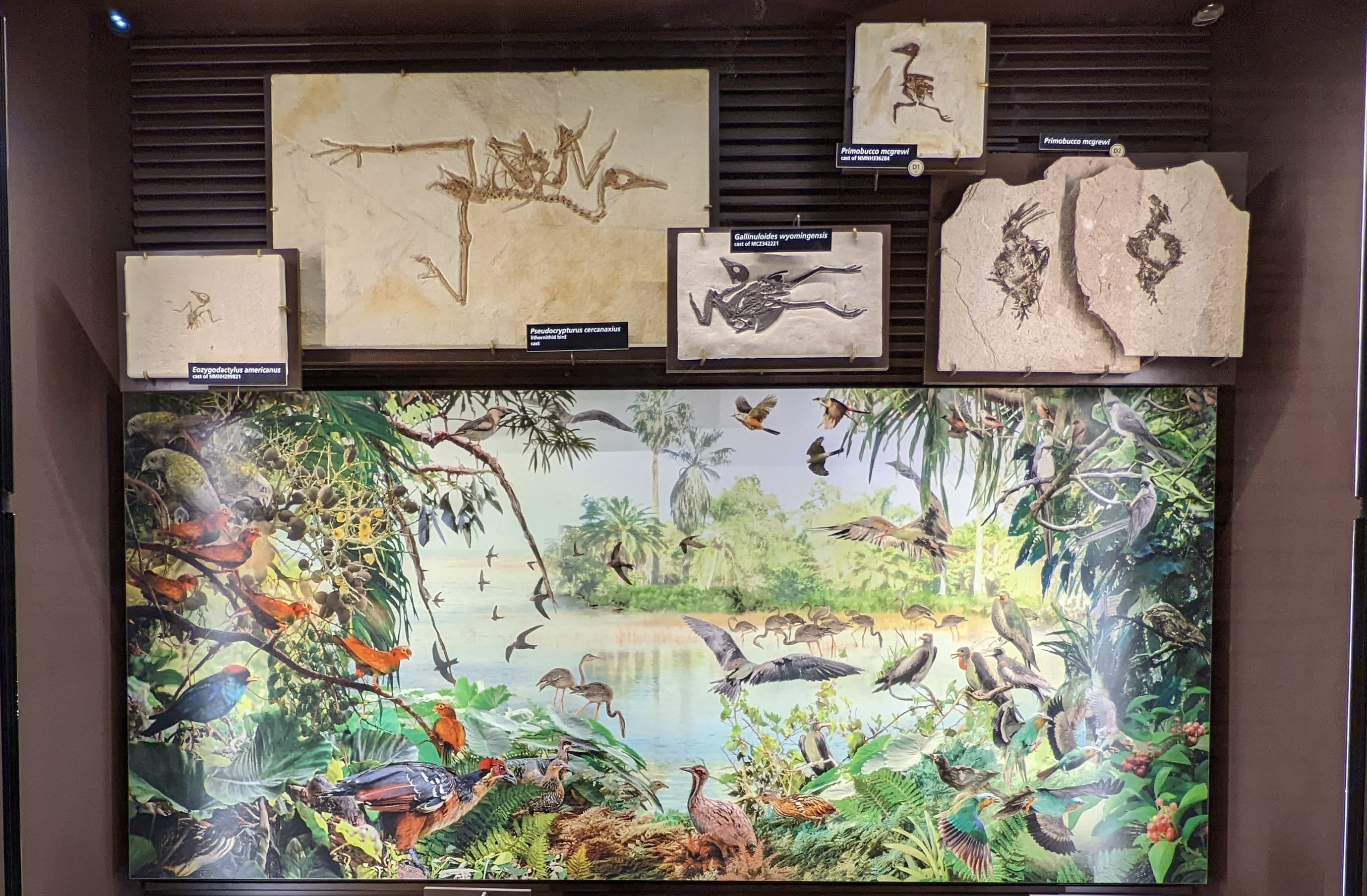 Fossil Birds Exhibit