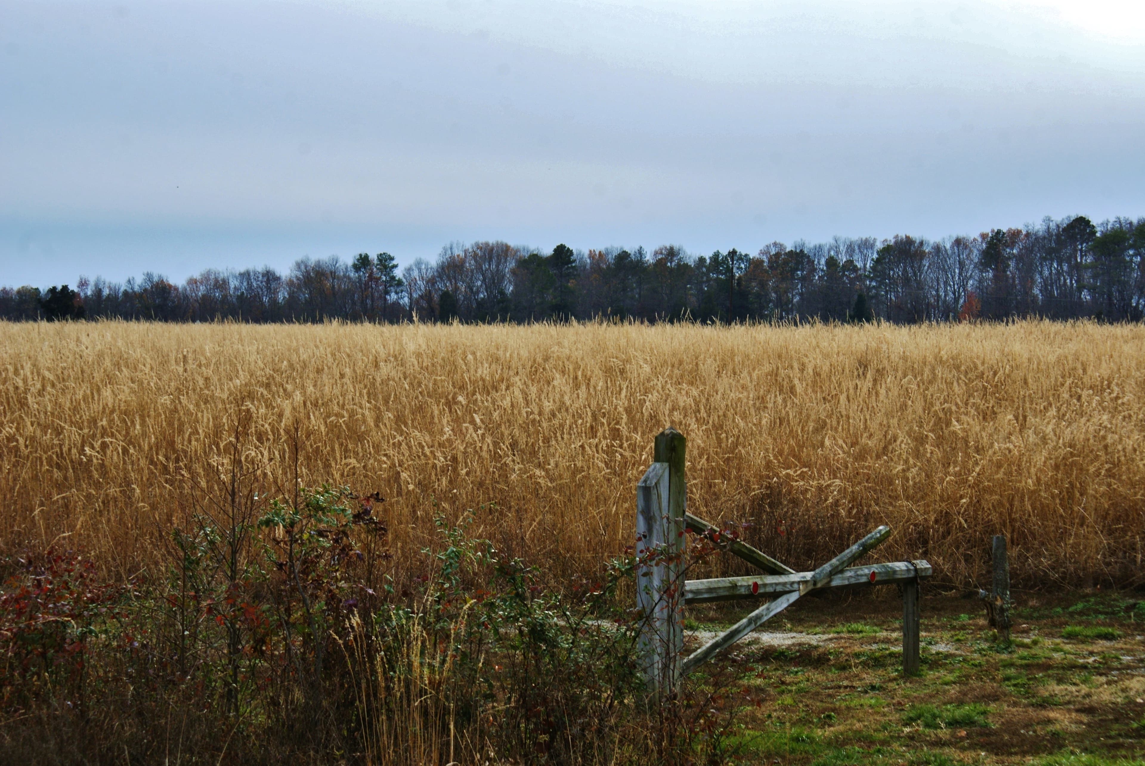 Gaines' Mill Battlefield - Confederate Position