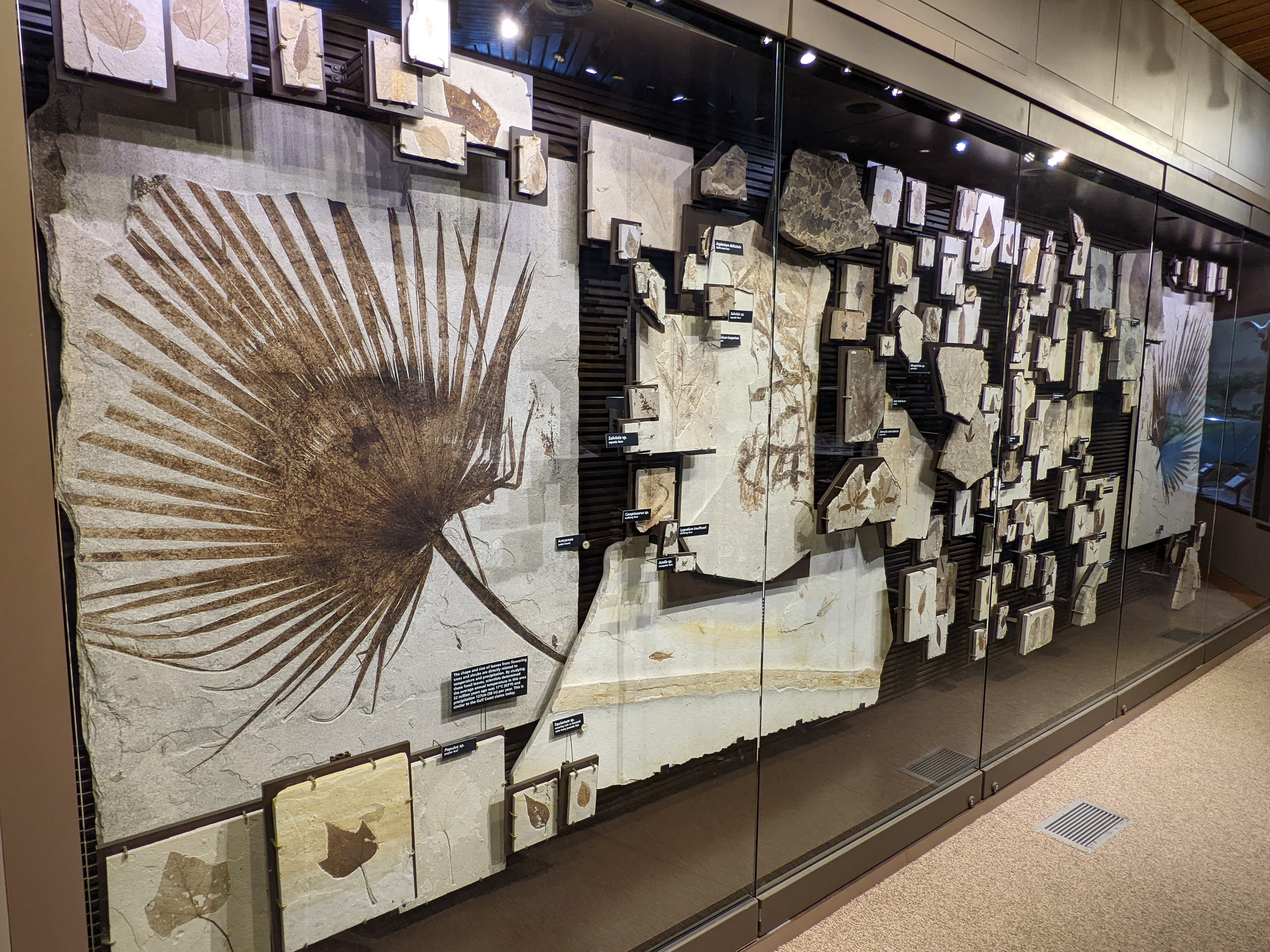 Fossil Plants Exhibit