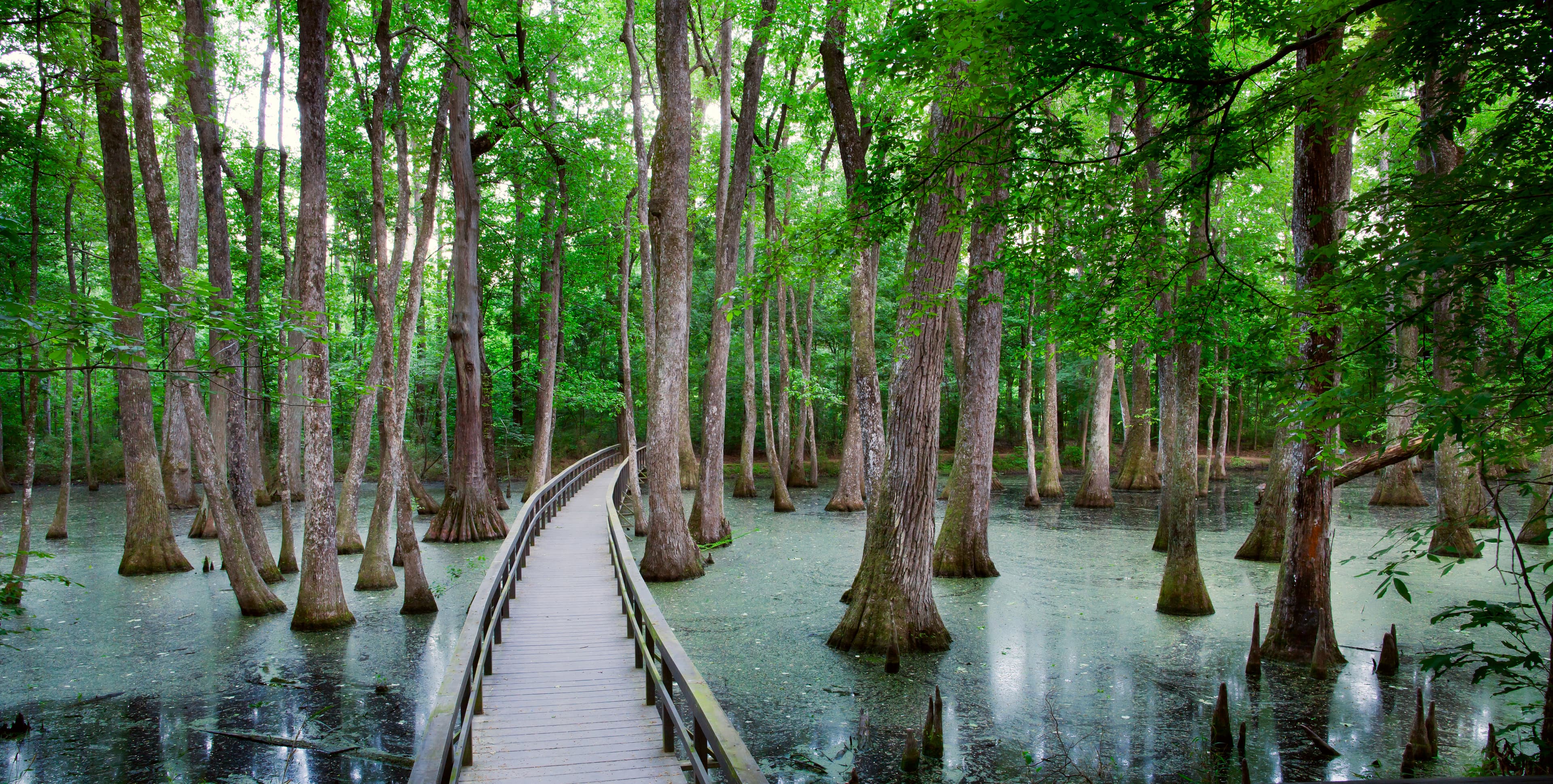 Cypress Swamp, Milepost 122