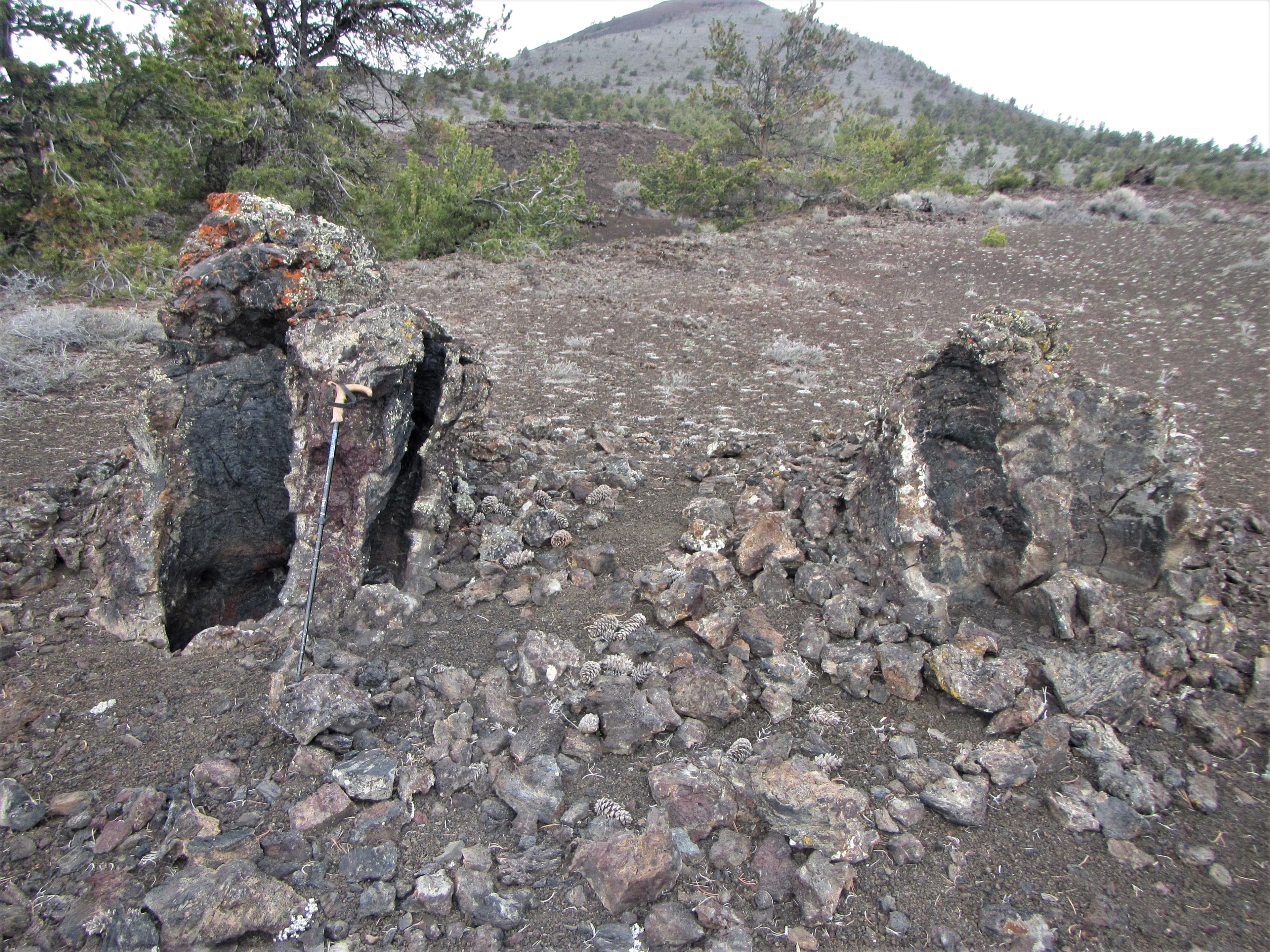 Lava Trees