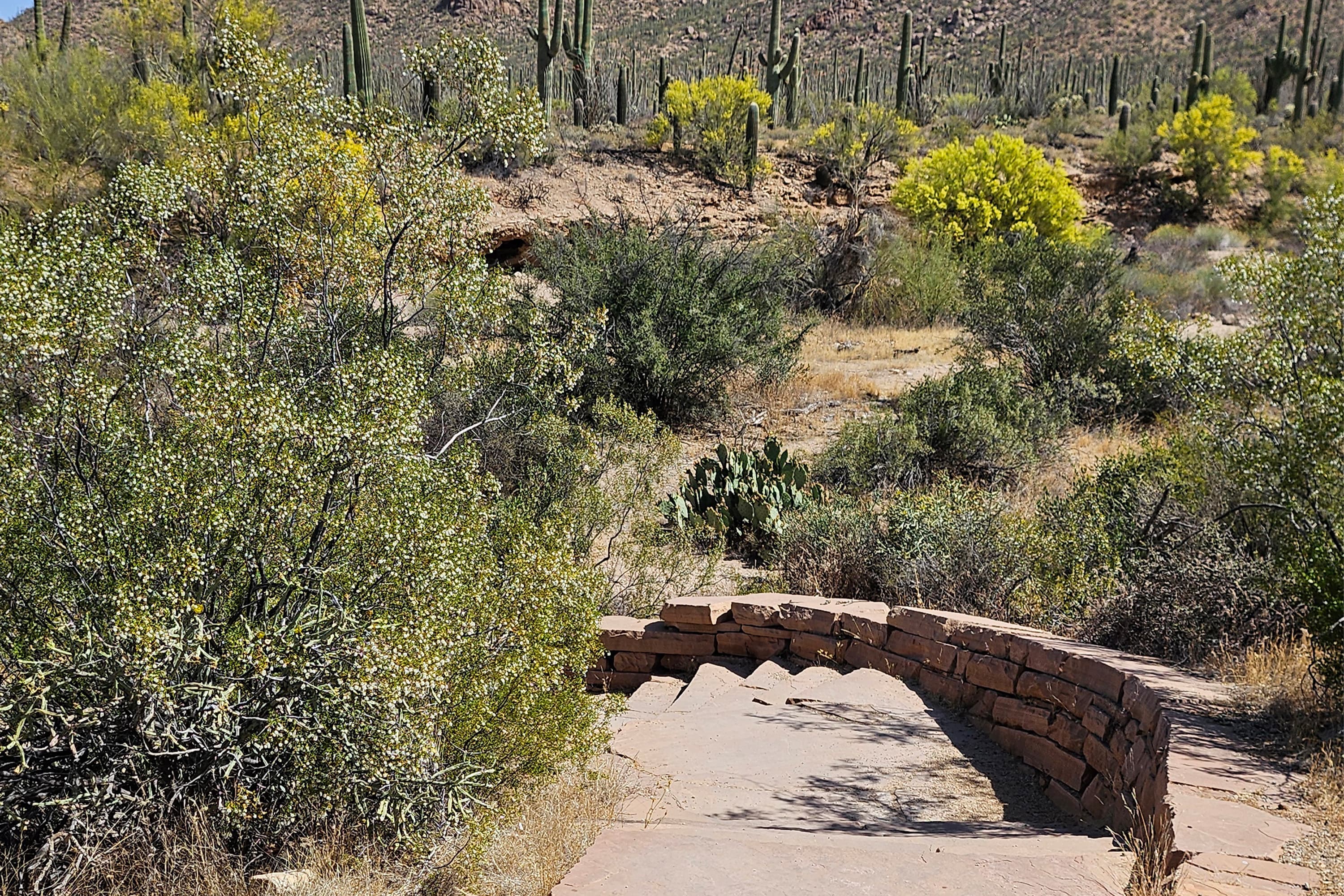 Javelina Wash Trail