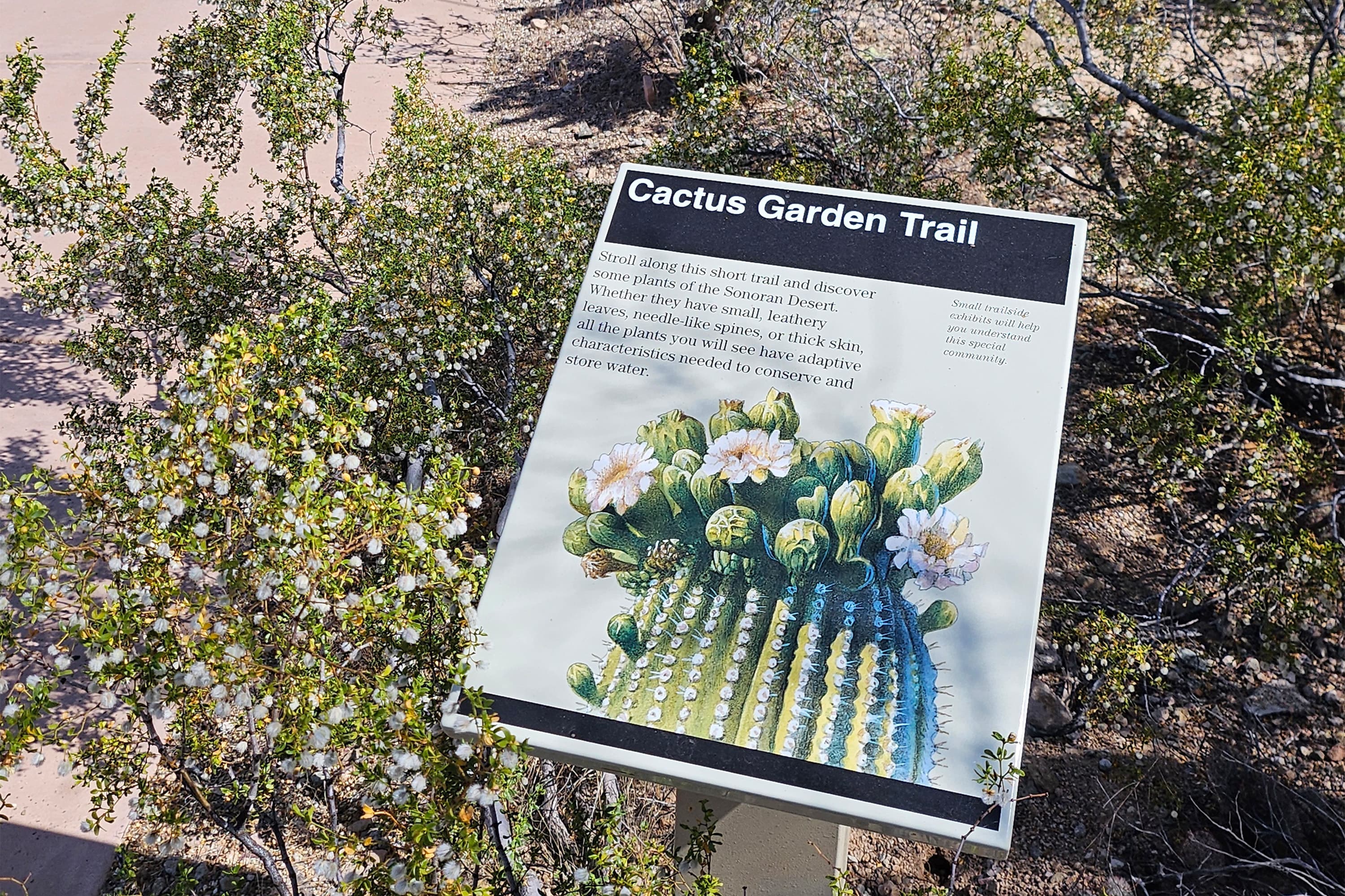 Cactus Garden Trail