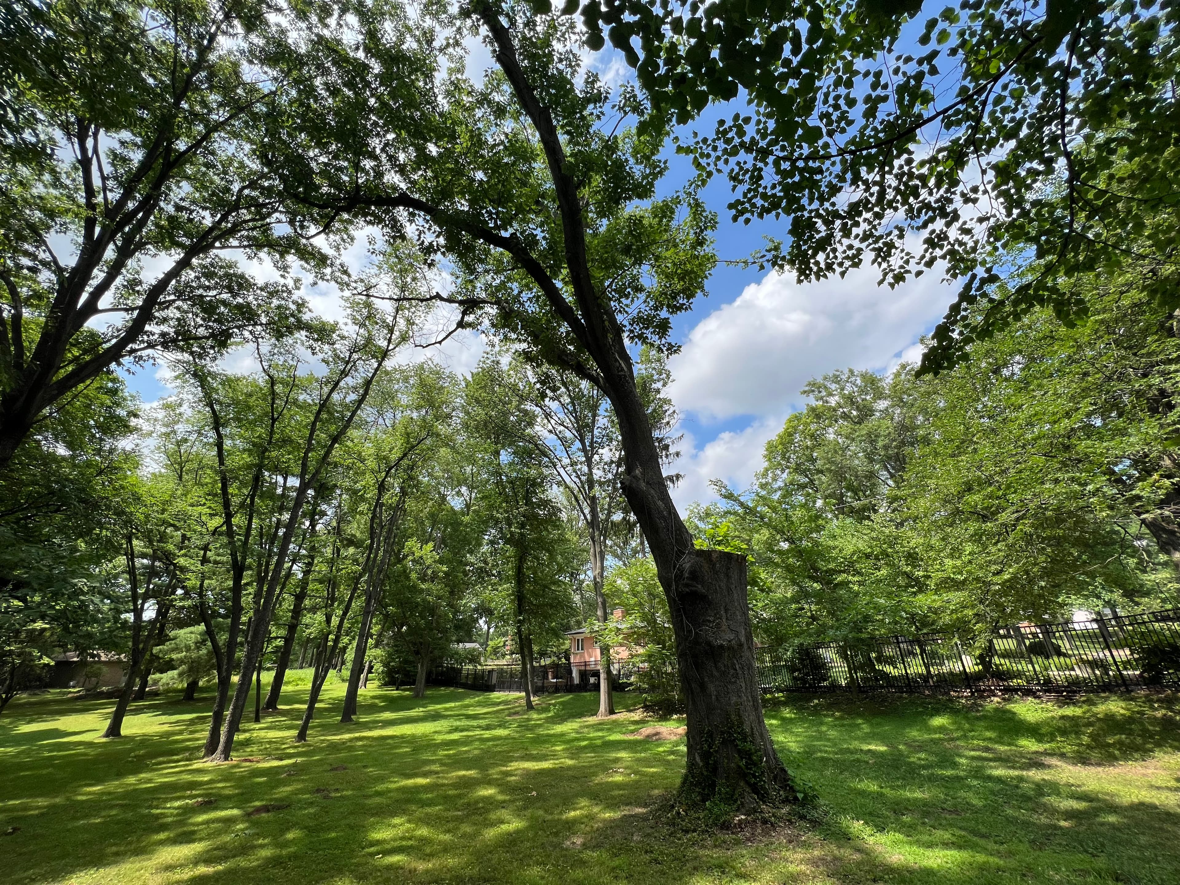 Black Oak Tree at Ulysses S. Grant NHS
