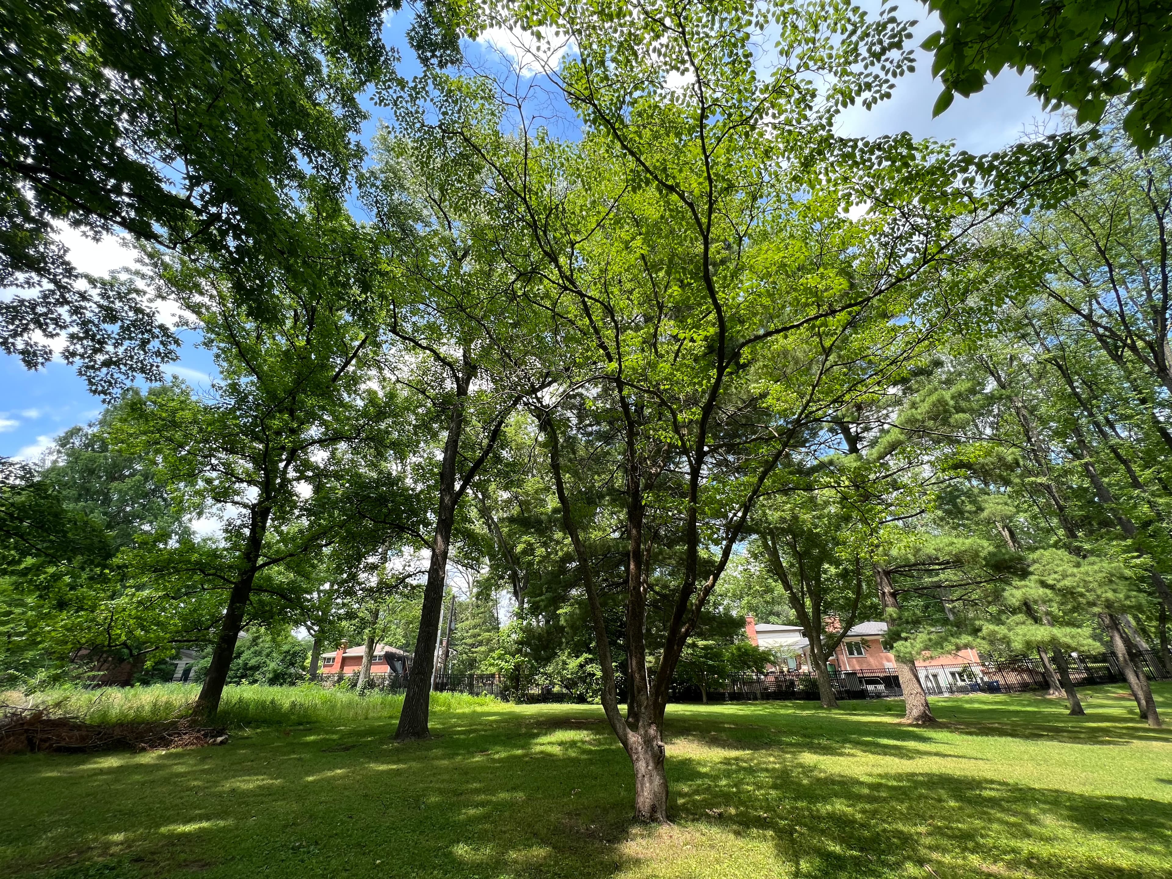Flowering Dogwood Trees at Ulysses S. Grant NHS