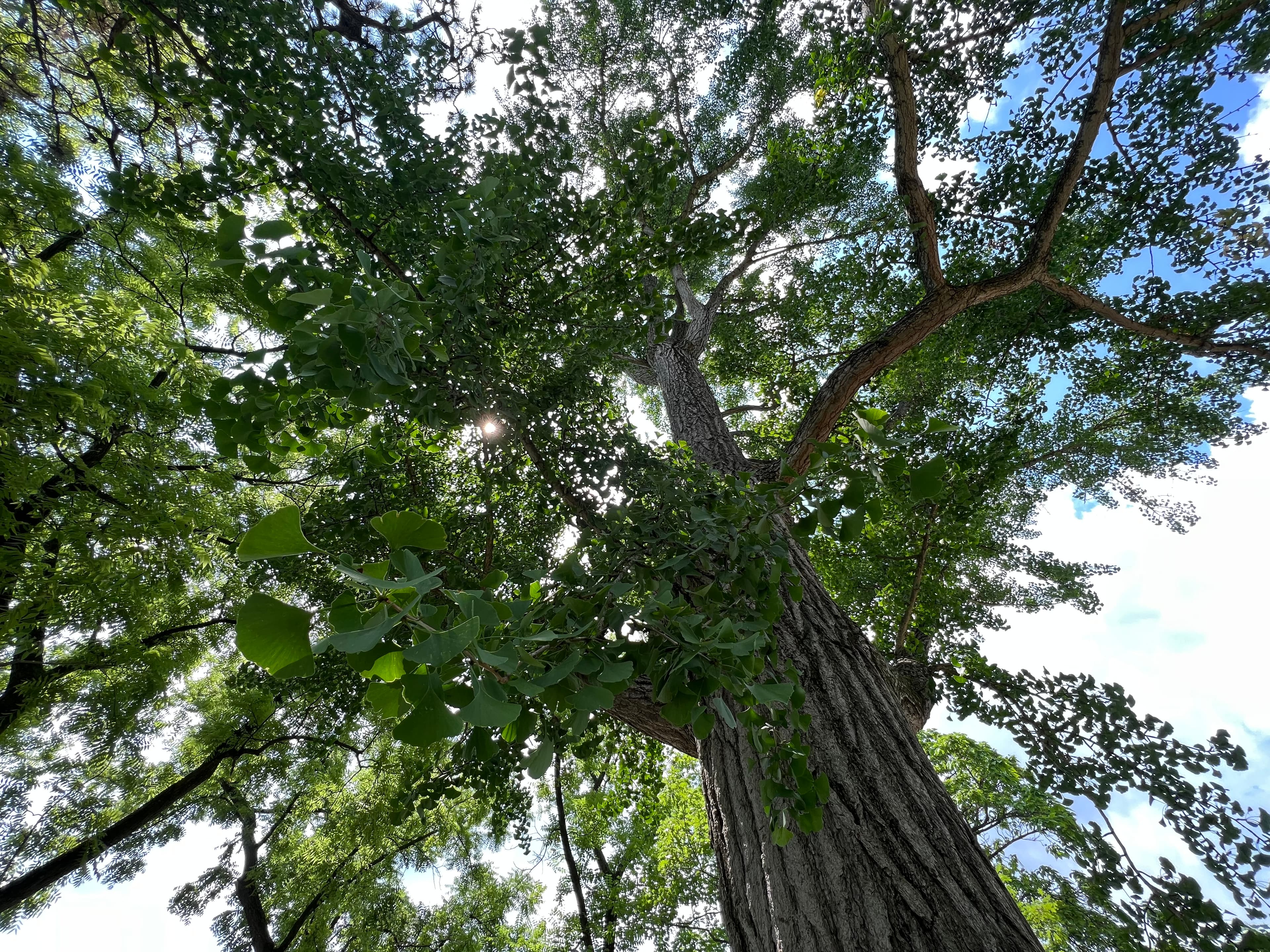 Gingko Trees at Ulysses S. Grant NHS