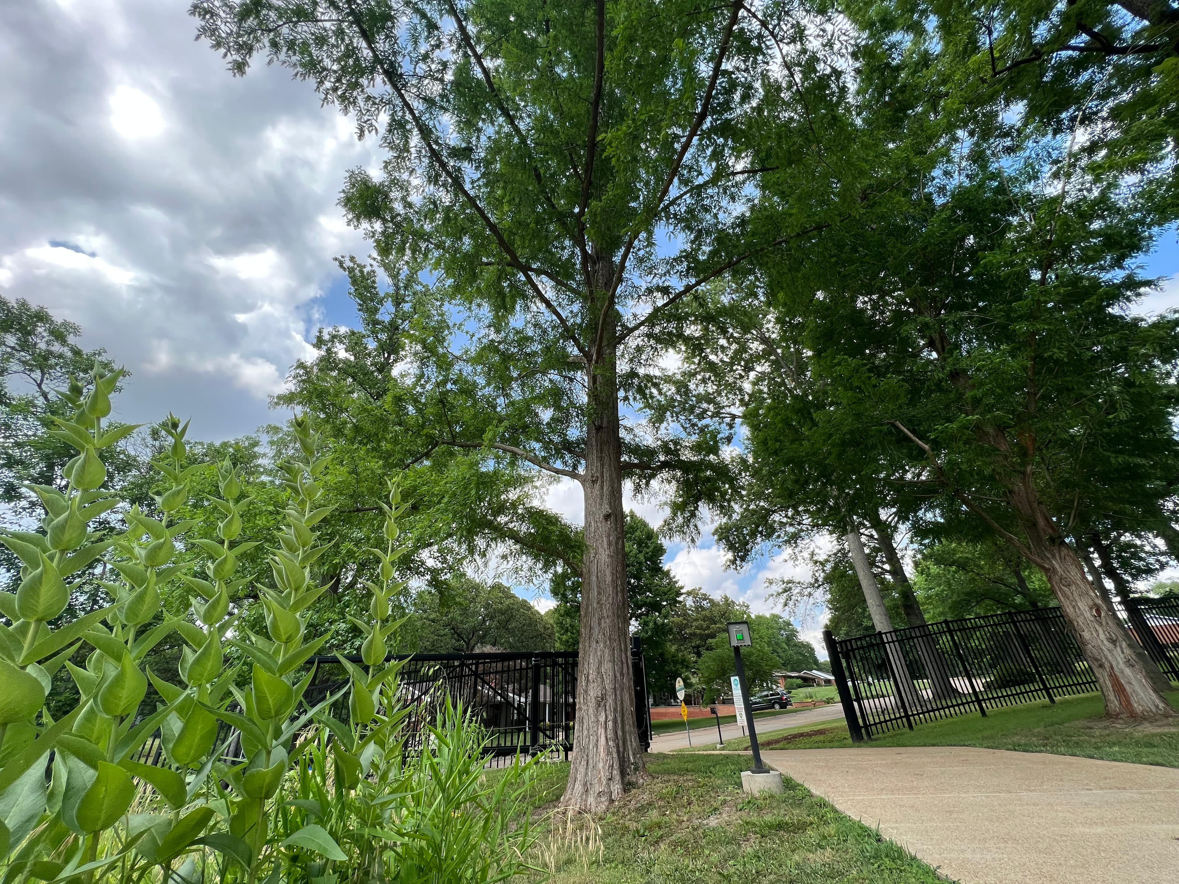 Dawn Redwood Trees at Ulysses S. Grant NHS