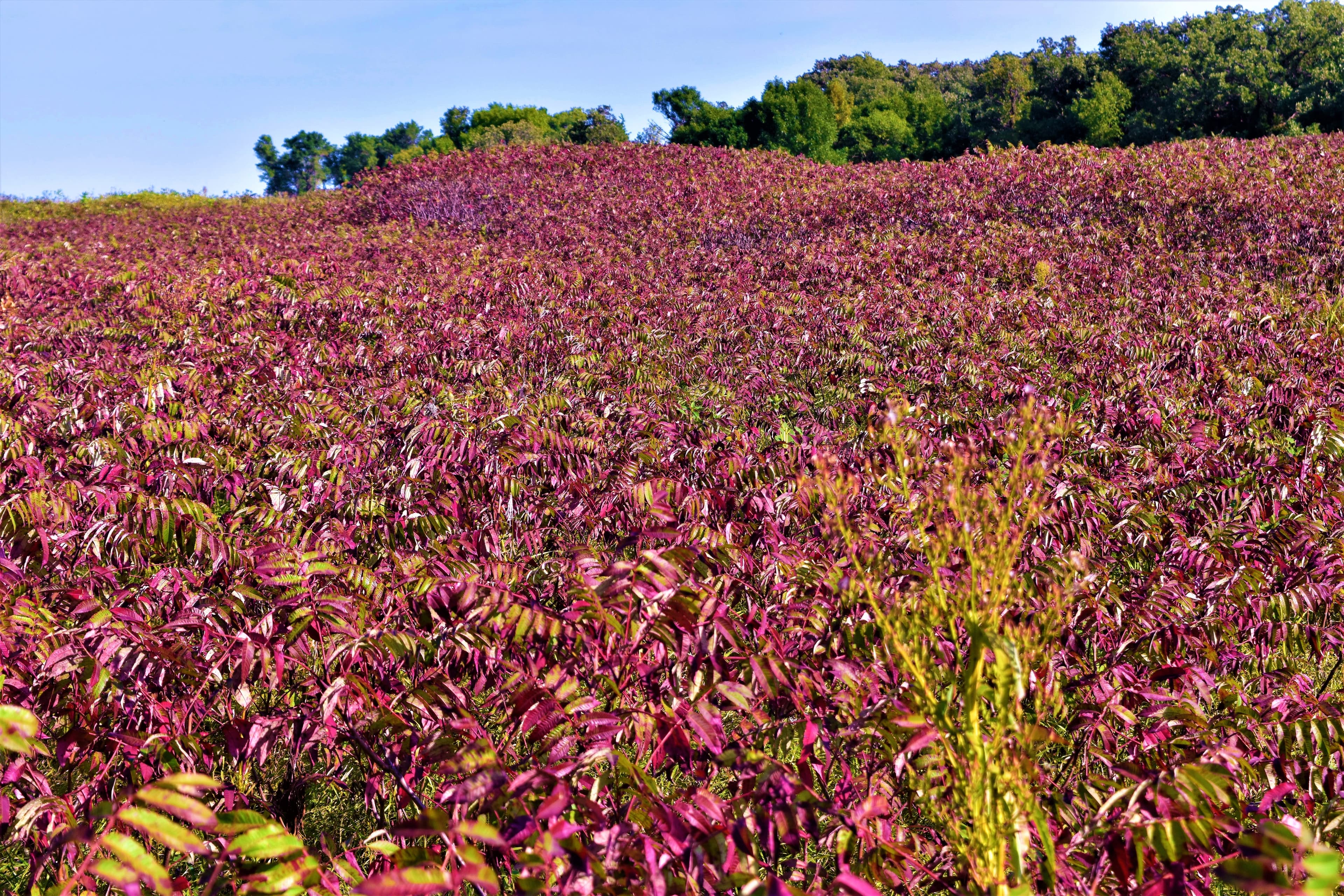 Smooth Sumac